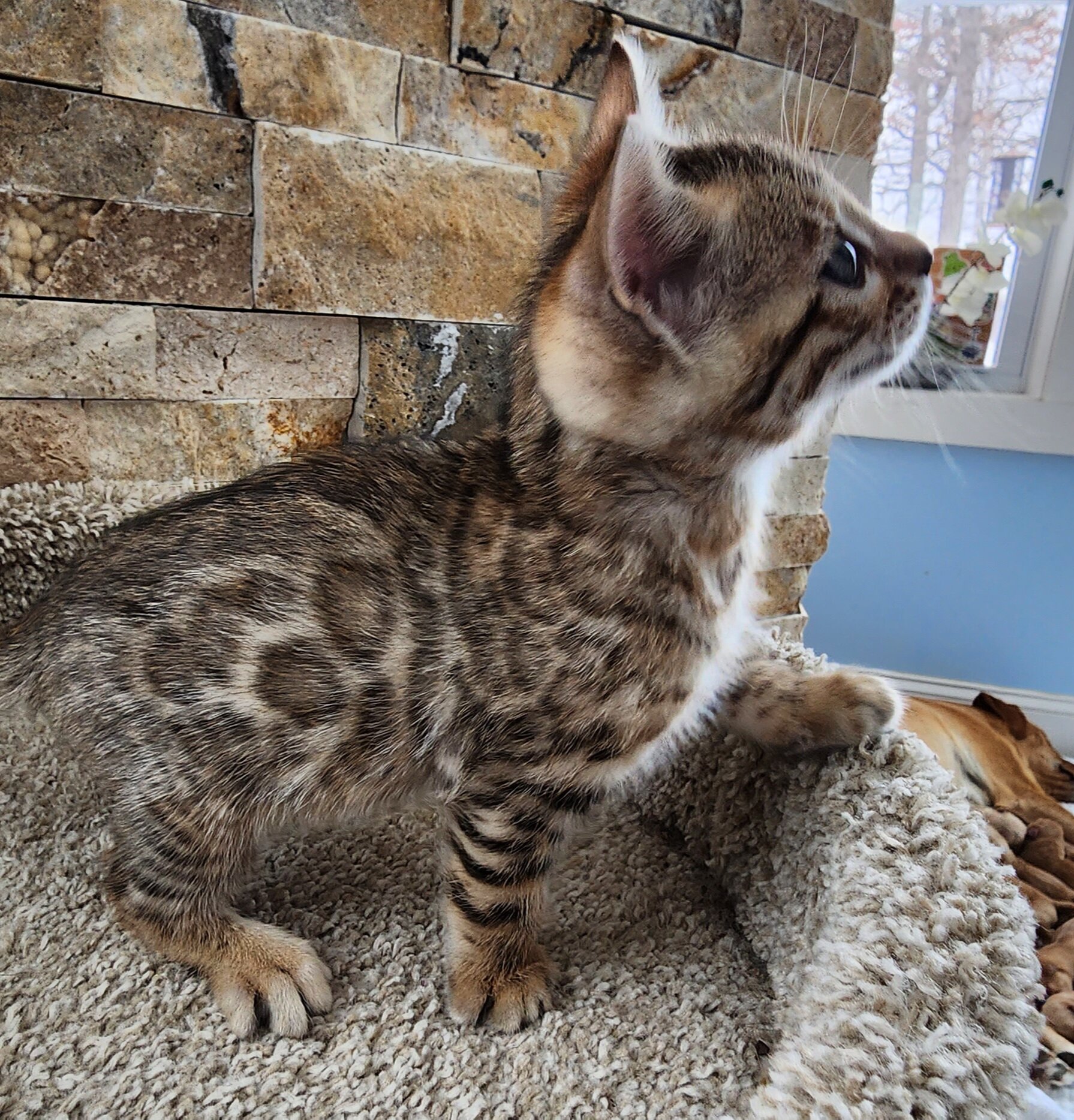 Purebred TICA Registered Female Brown Rosette Bengal Kitten Available in Minnesota