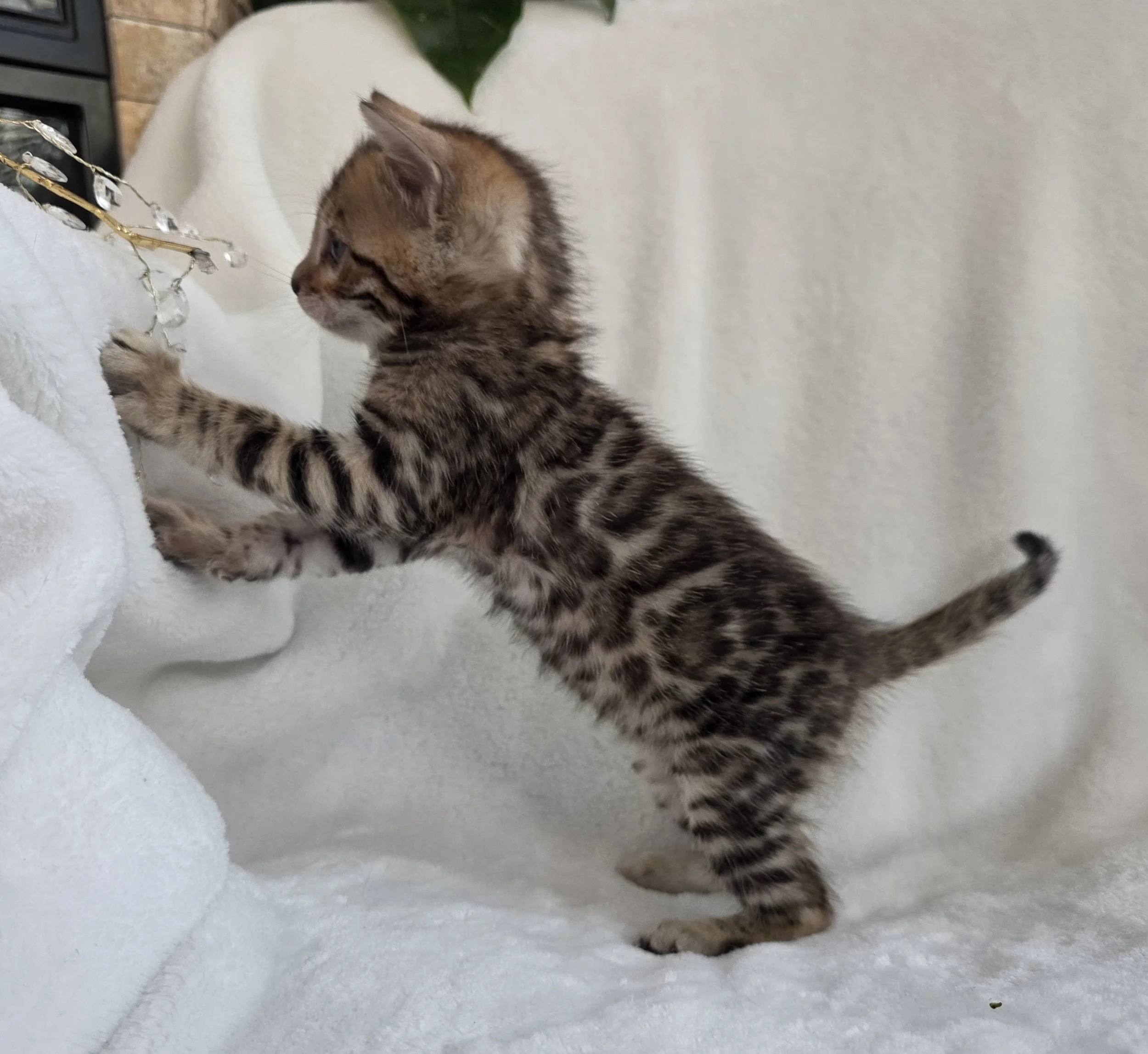 Five-Week-Old, Male, Brown Rosette, Bengal Kitten