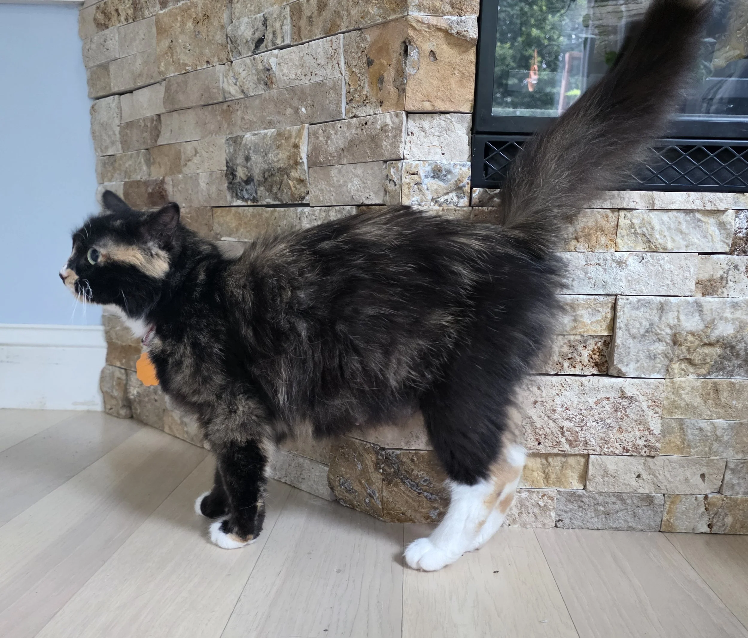 Female Tortoiseshell/Calico "Tortico" Cat for Adoption