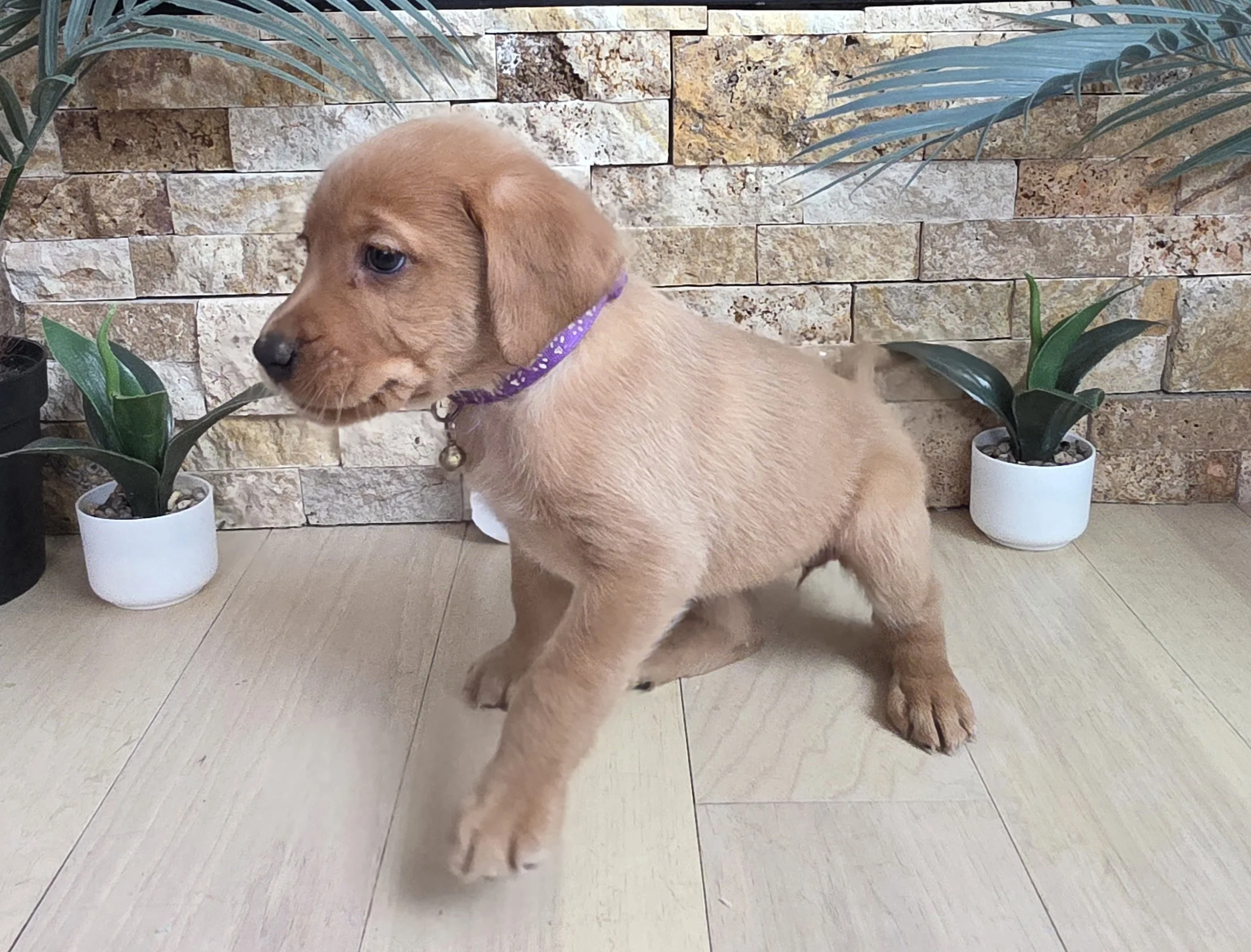 Six-Week-Old Female Yellow/Fox Red Labrador Retriever Puppy