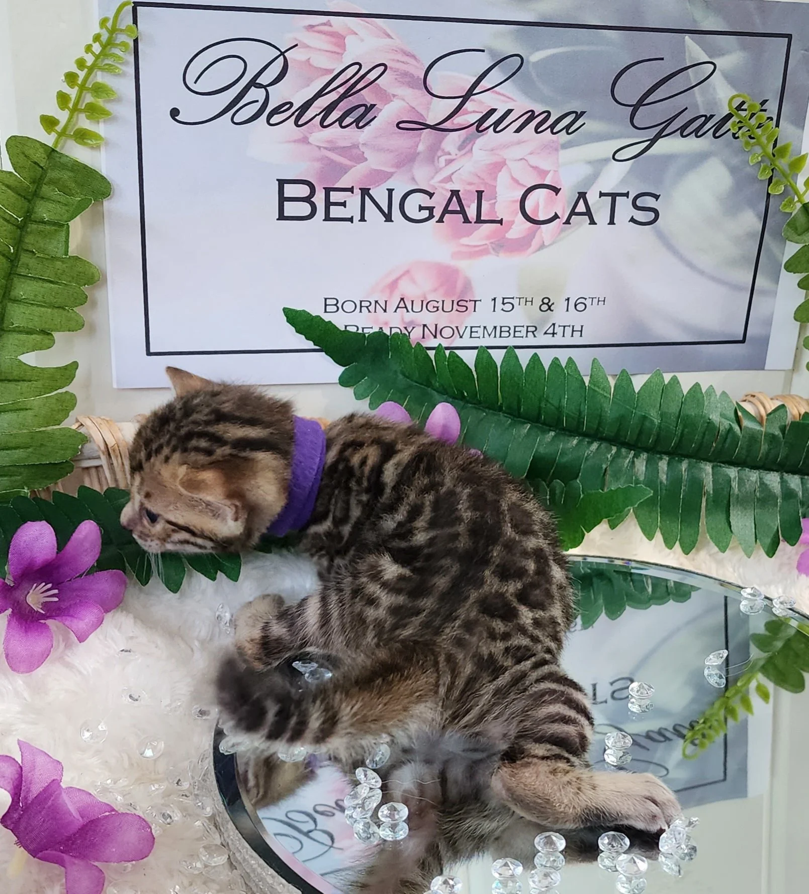 Female Brown/Black Rosette Bengal in Minnesota