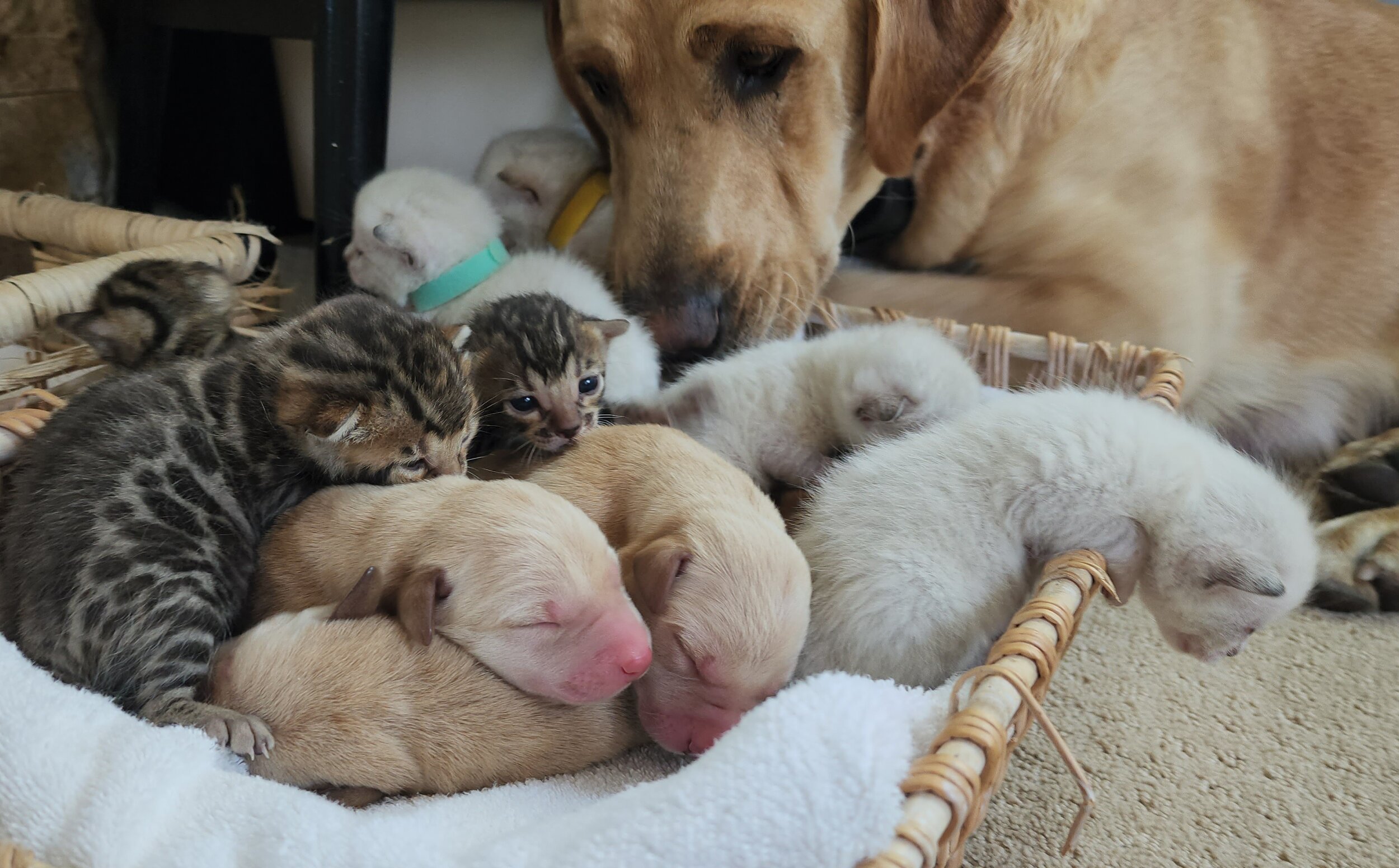 Purebred TICA Registered Male and Female Snow and Brown Rosette Bengal Kitten Available in Minnesota