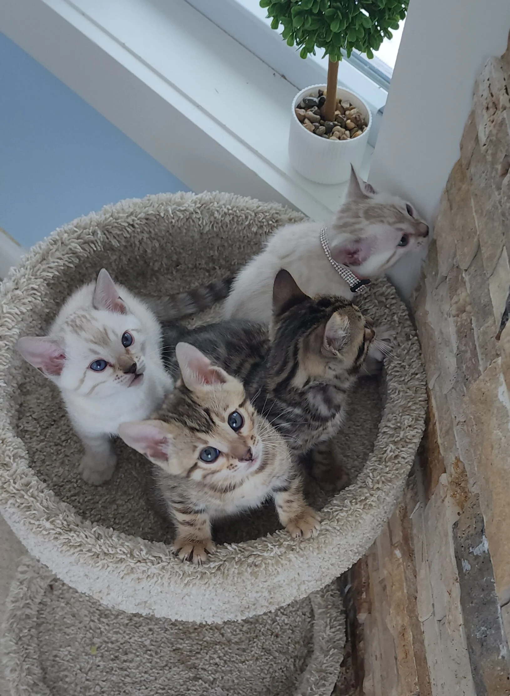 Purebred TICA Registered Male and Female Snow and Brown Rosette Bengal Kitten Available in Minnesota