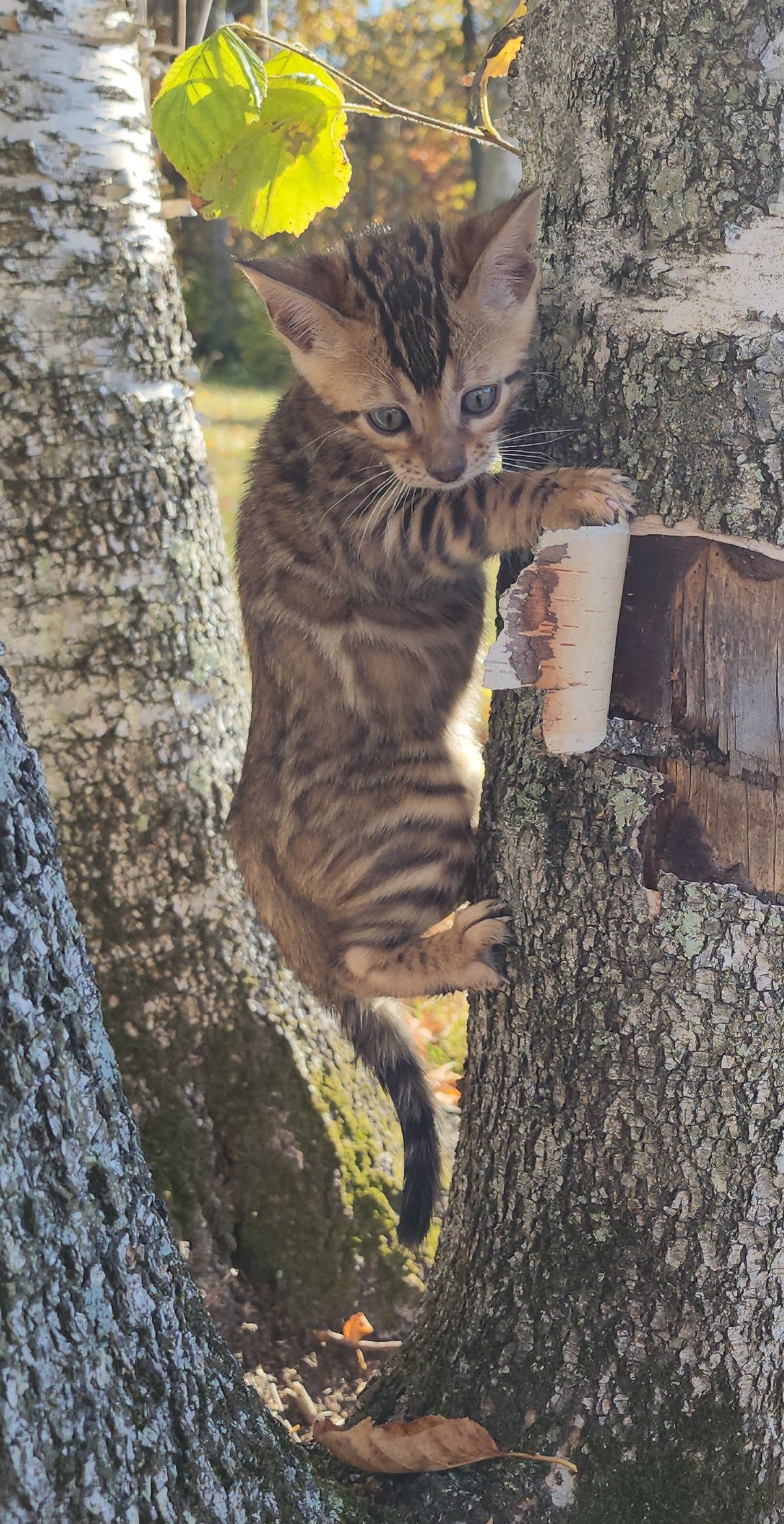 Male Brown/Black Rosette Bengal in Minnesota