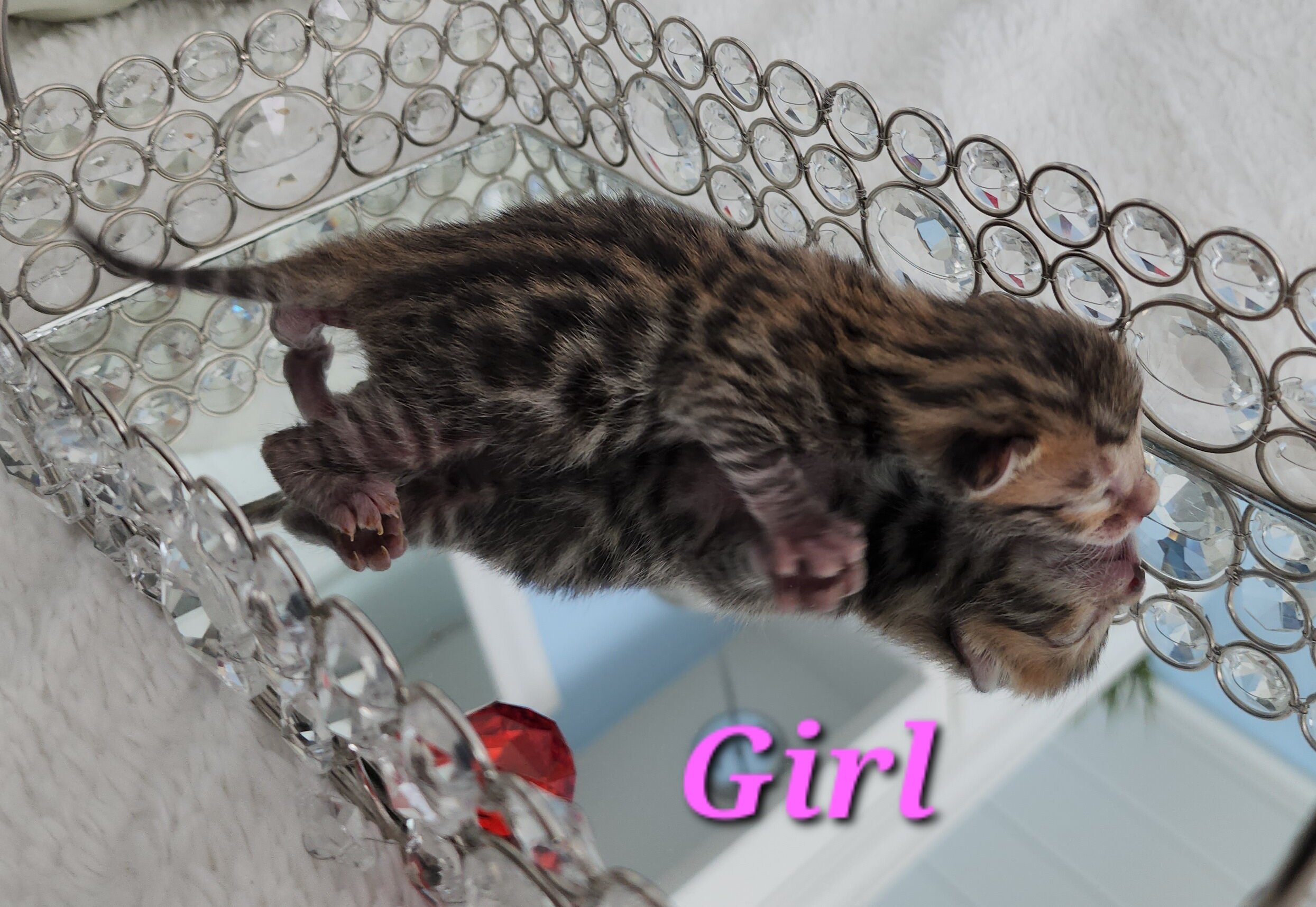 Purebred Brown Rosette Bengal Kitten in Minnesota