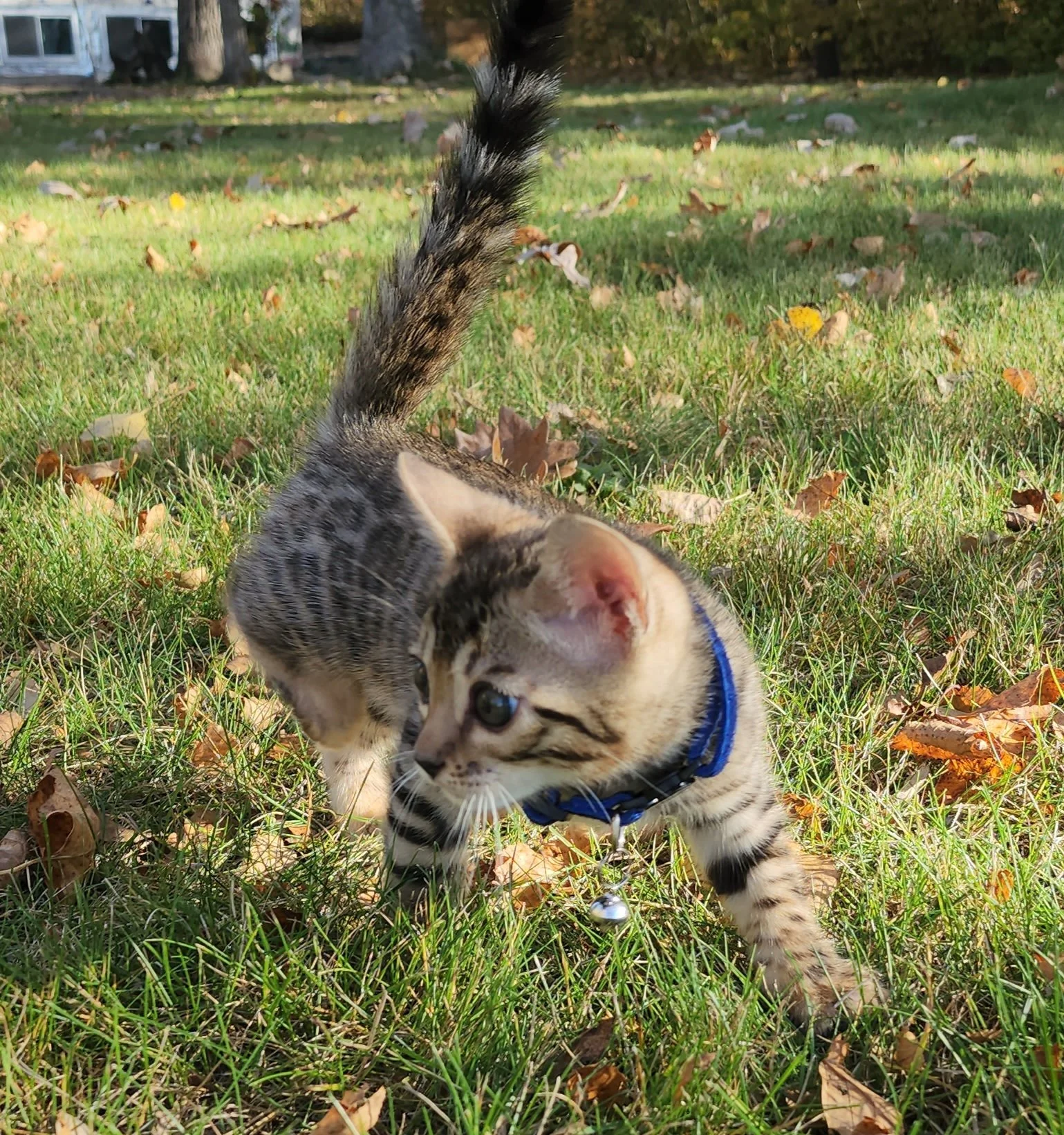 Male Brown/Black Rosette Bengal in Minnesota