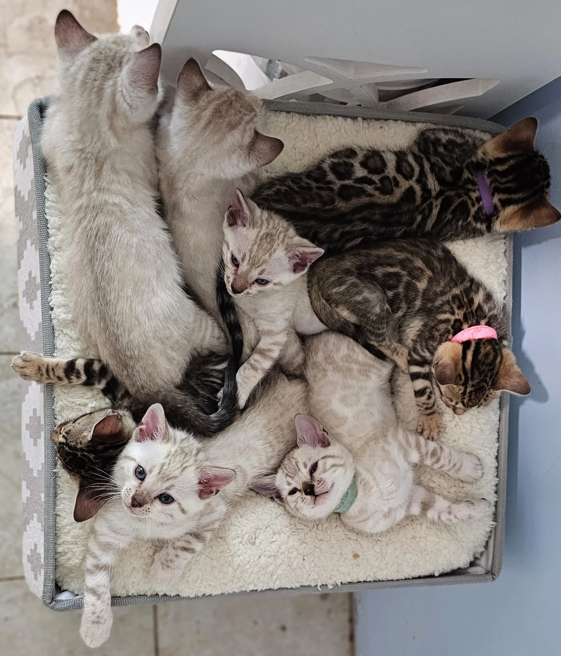Purebred TICA Registered Male and Female Snow and Brown Rosette Bengal Kitten Available in Minnesota