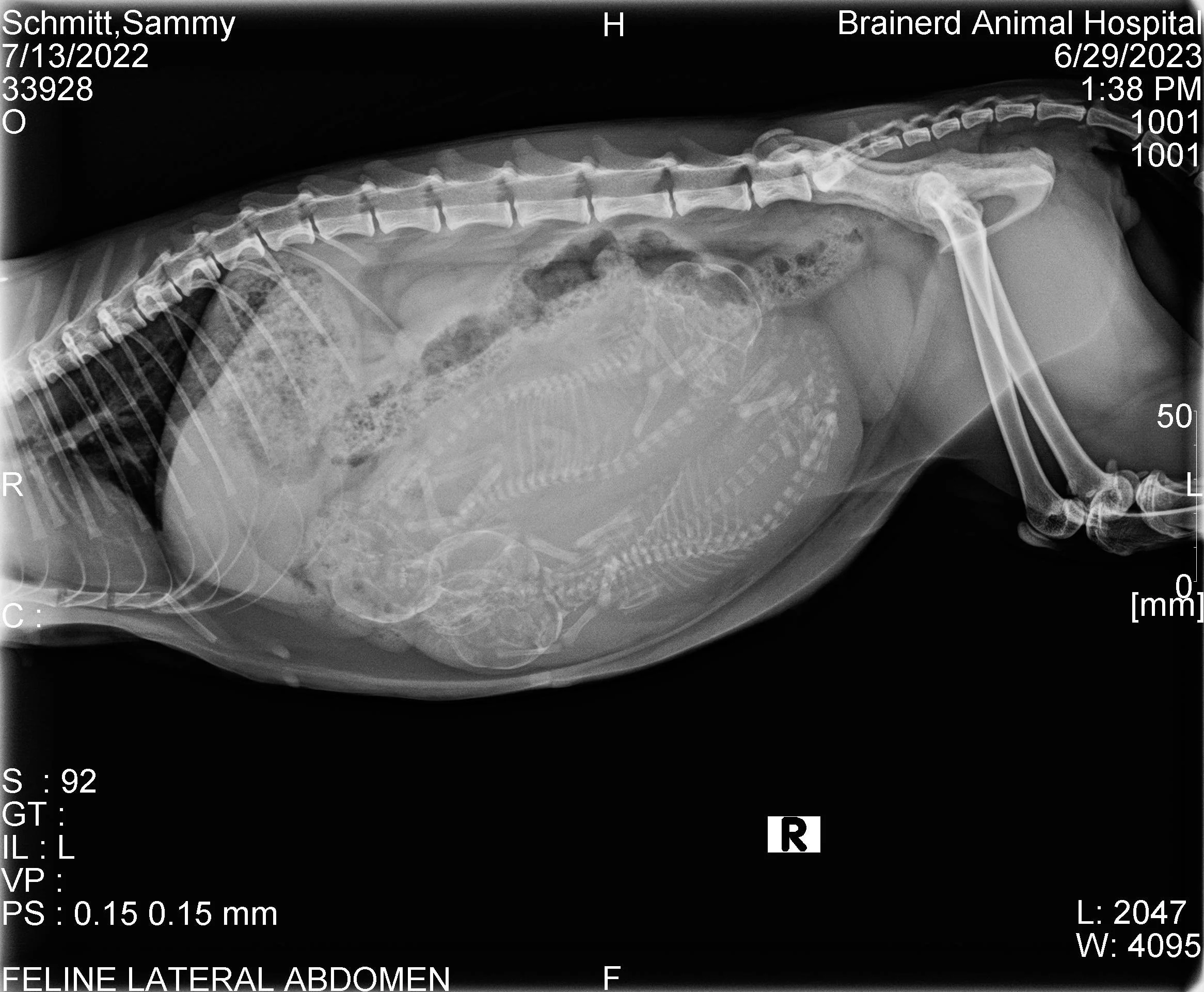 Bengal Cat Feline Pregnancy X-Ray