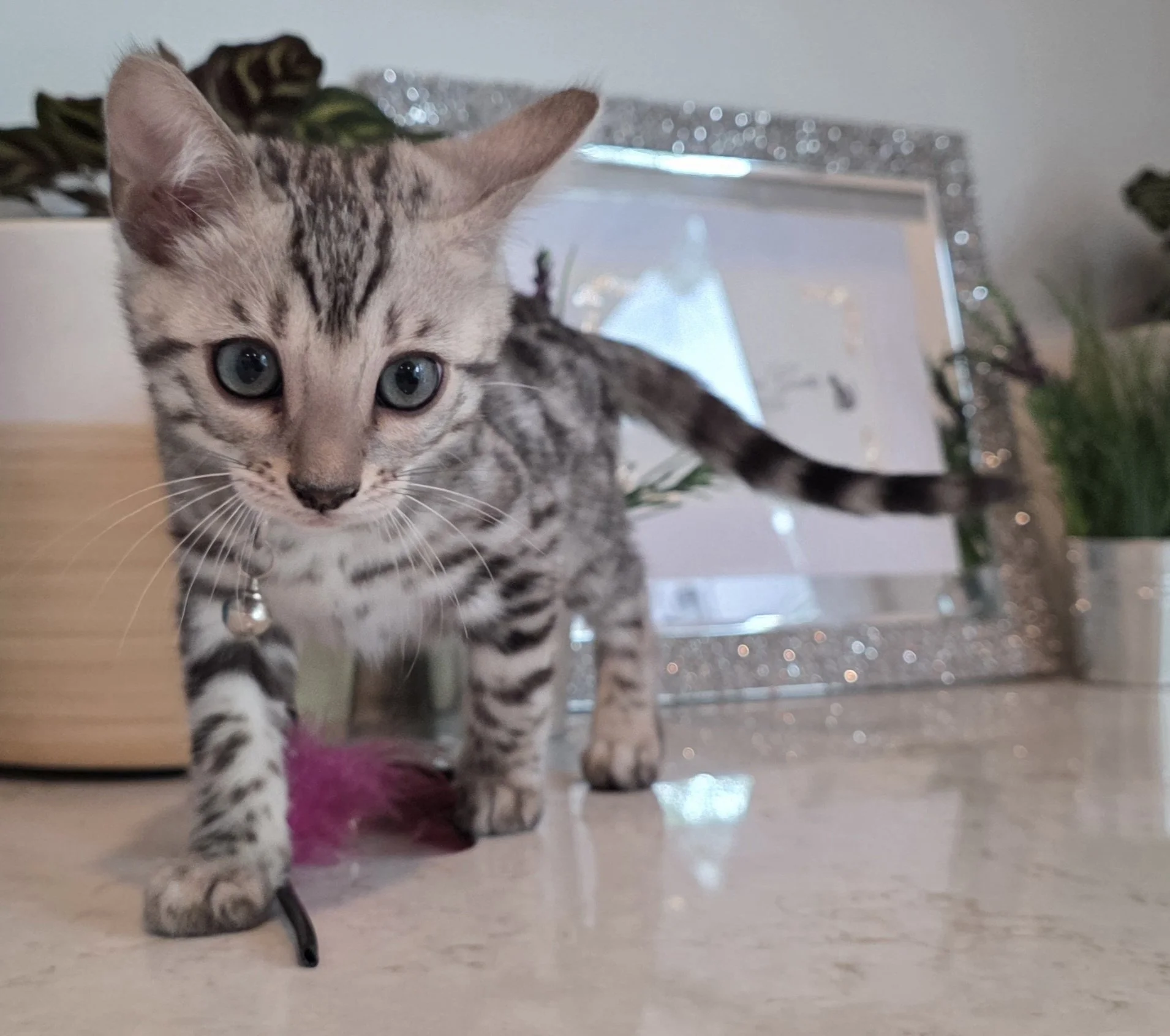 Ten-Week-Old Silver Tarnish Female Bengal Kitten