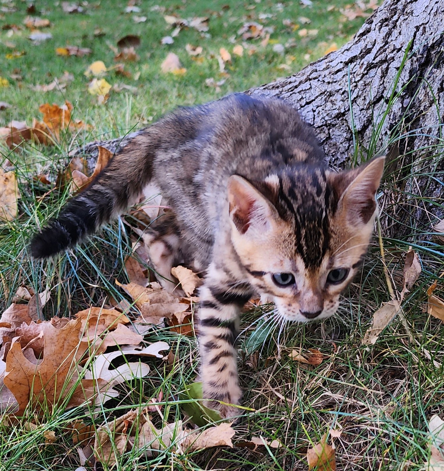 Male Brown/Black Rosette Bengal in Minnesota
