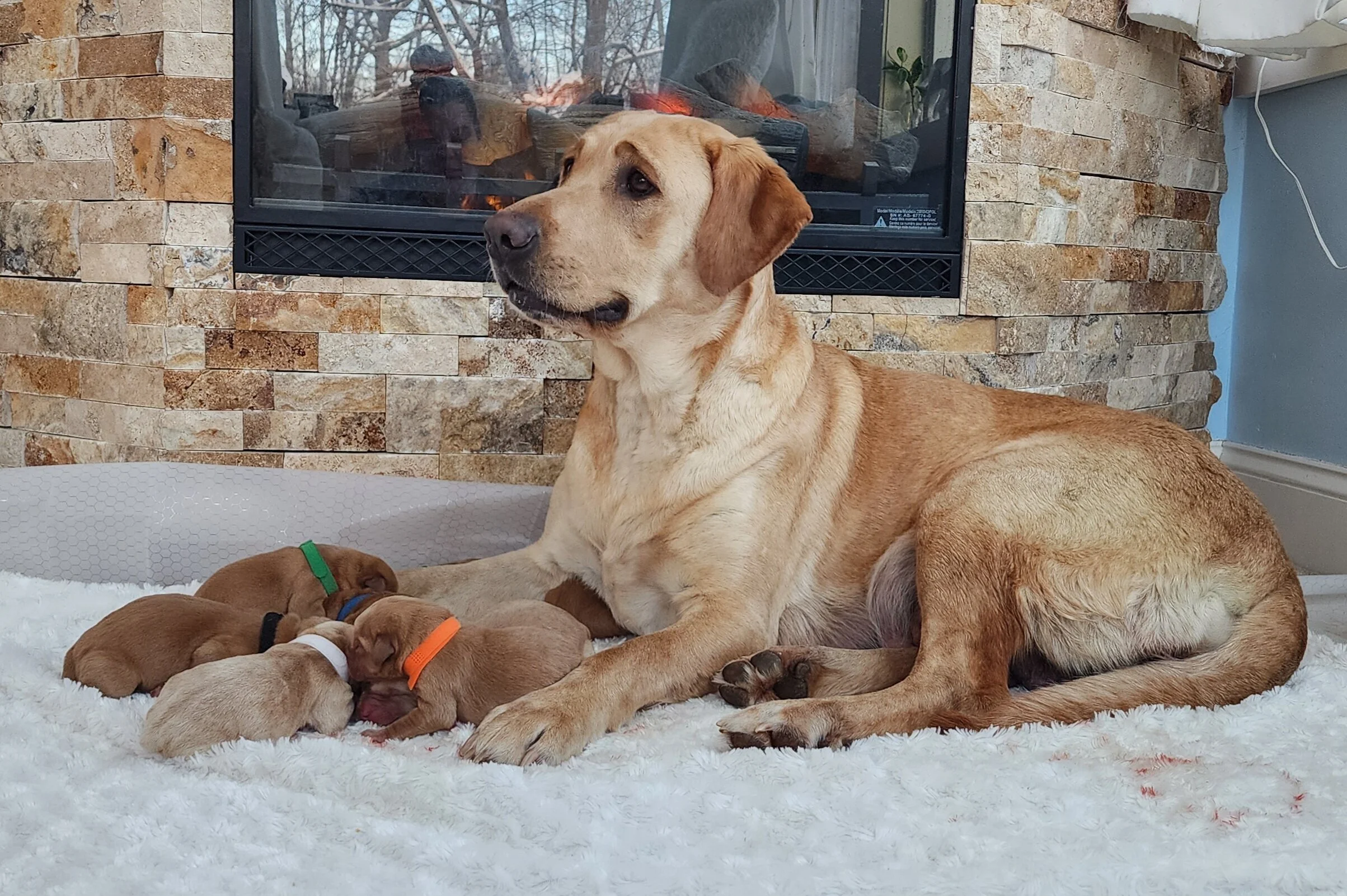 Female Yellow Fox Red Labrador Retriever Puppy in Minnesota