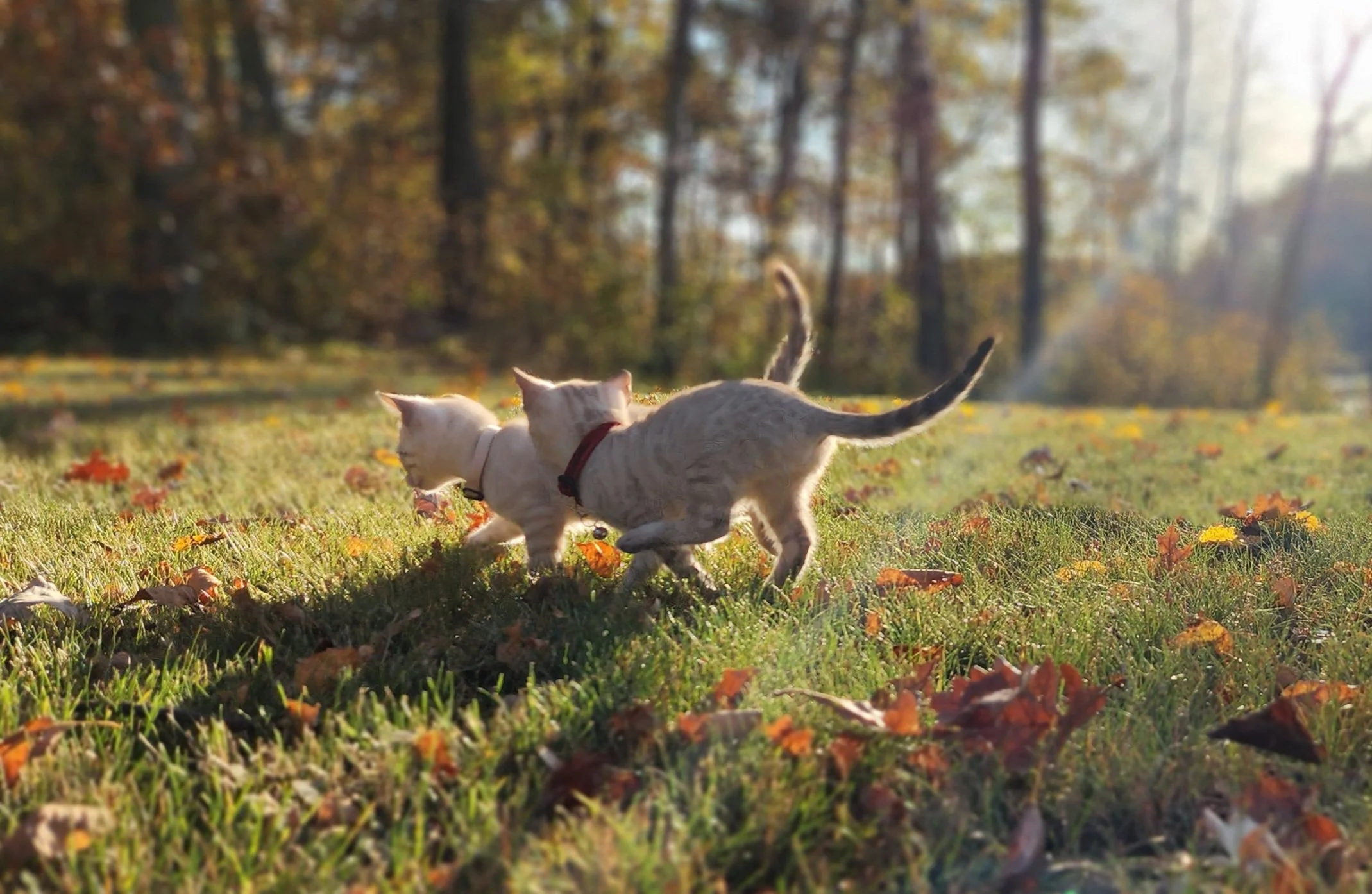 Male Snow Bengal in Minnesota