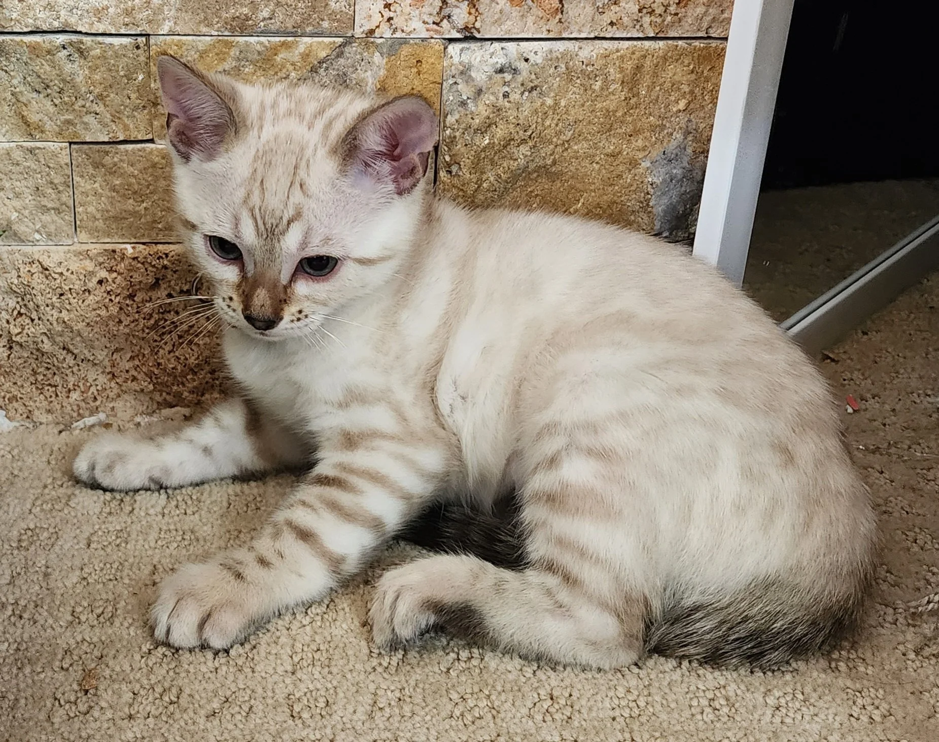 Female Rosette Snow Bengal