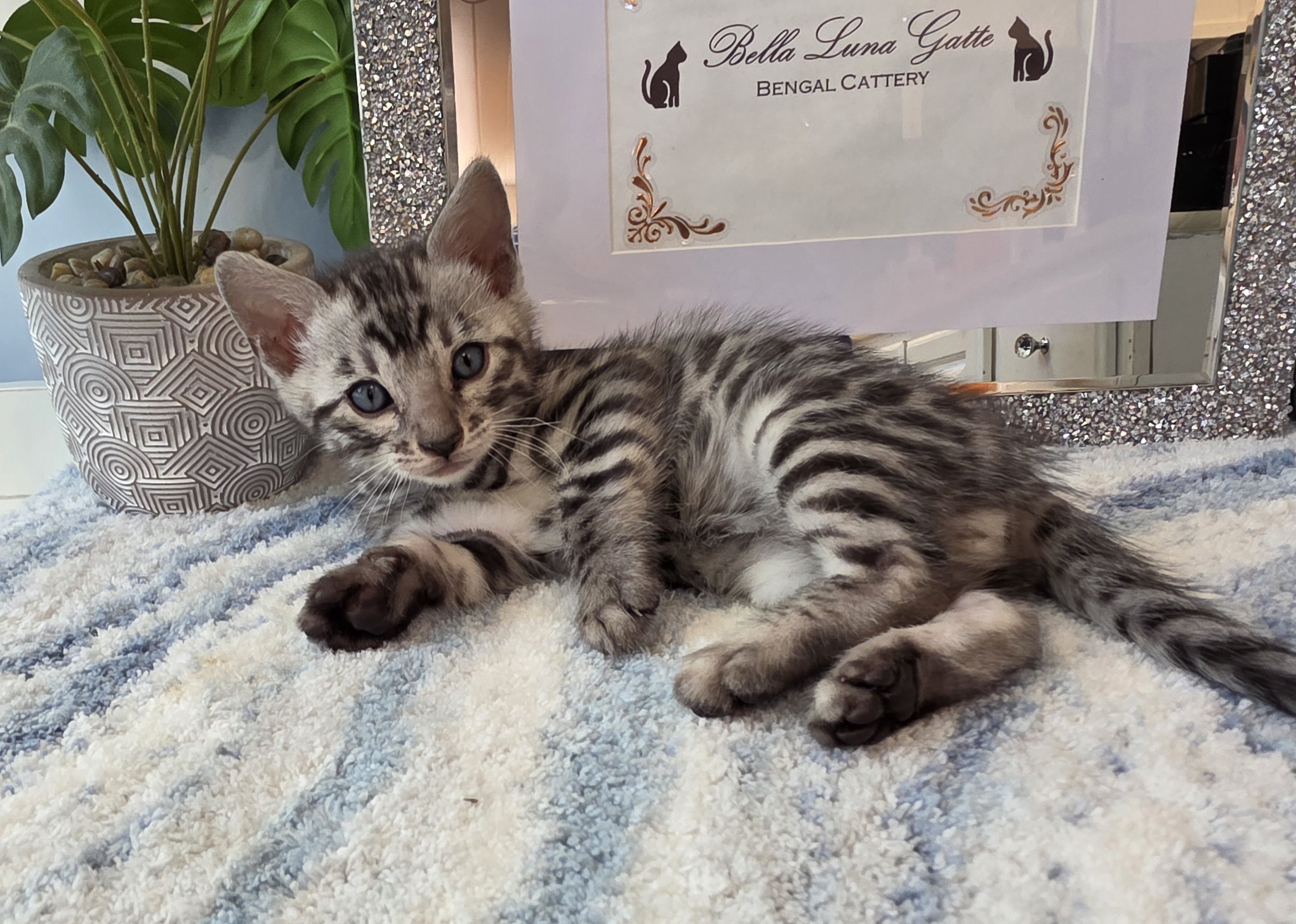 Six-Week-Old Silver Male Bengal Kitten