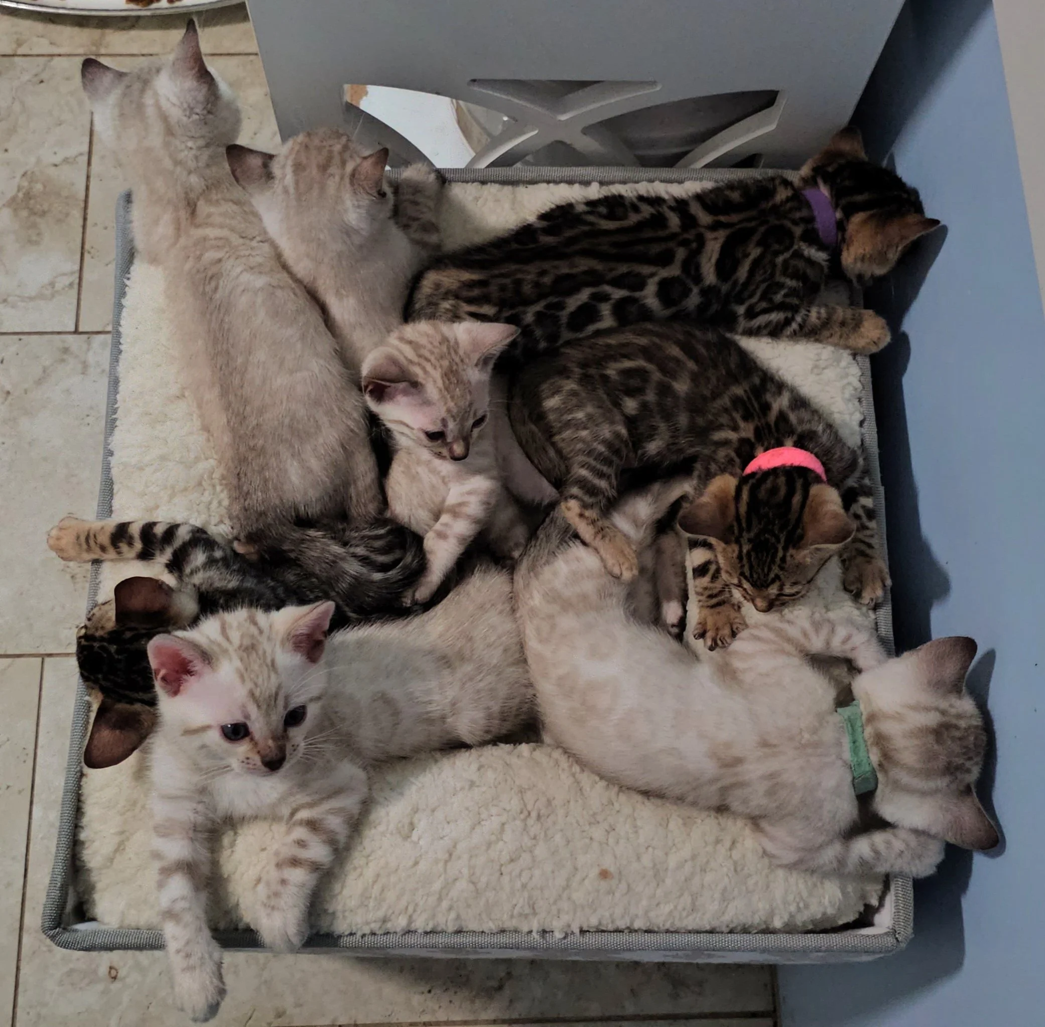Purebred TICA Registered Male and Female Snow and Brown Rosette Bengal Kitten Available in Minnesota