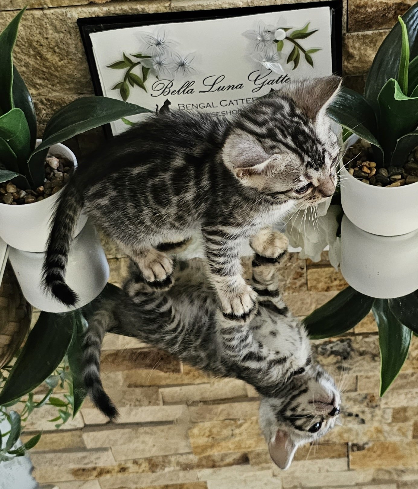 Purebred TICA Registered Female Silver Rosette Bengal Kitten in Minnesota