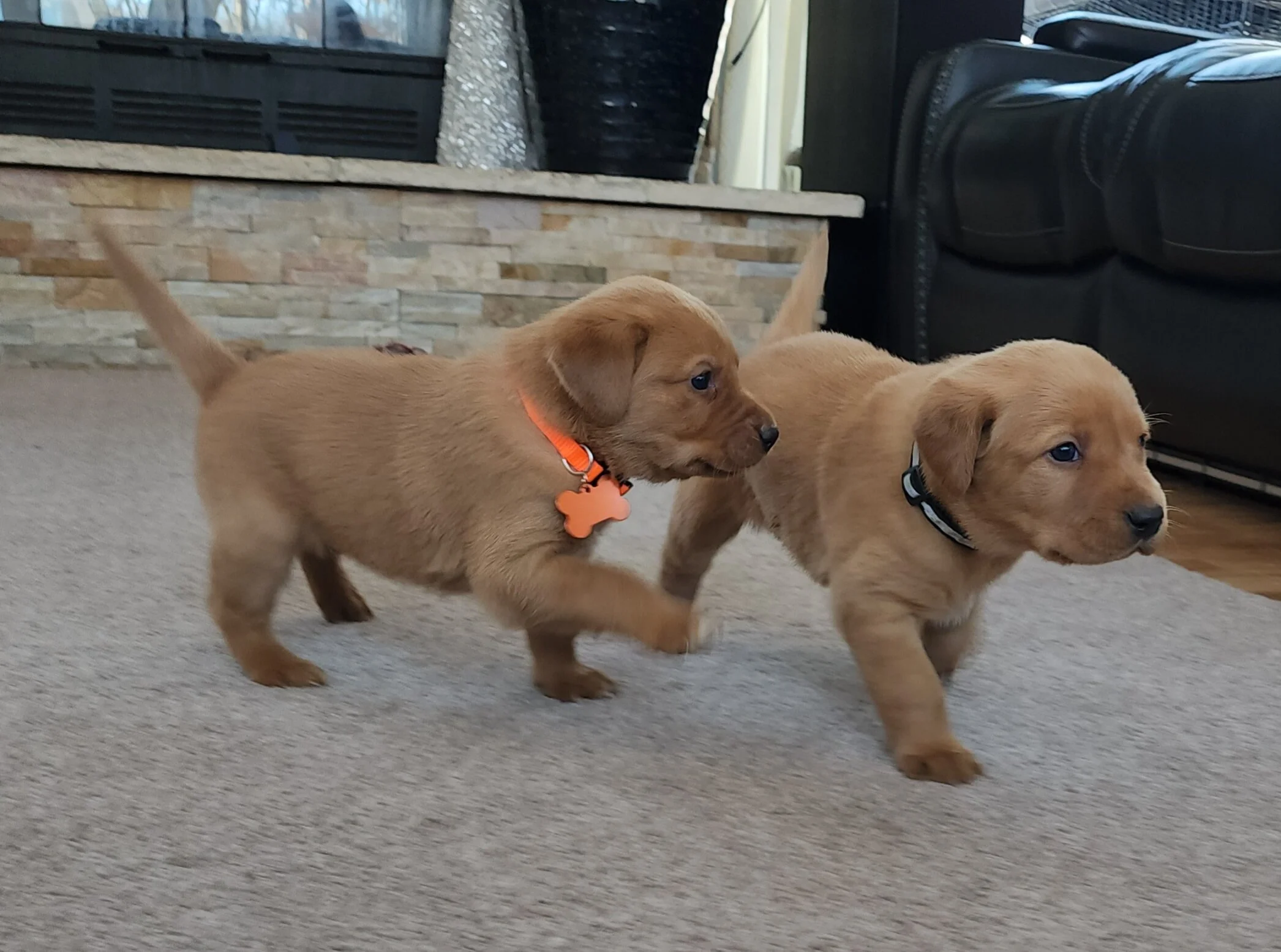 AKC Yellow Fox Red Labrador Retriever Puppies Available in Minnesota