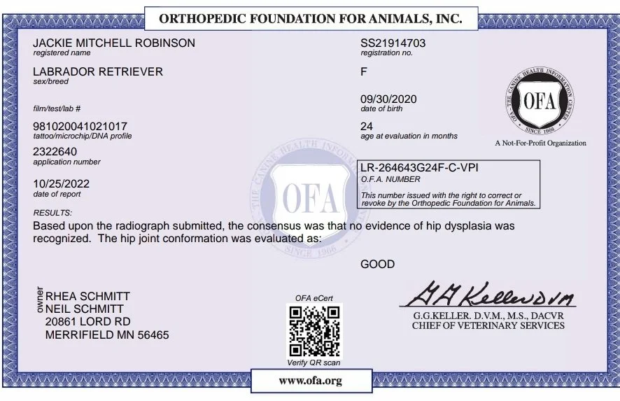 Labrador Retriever in Minnesota OFA Elbows Normal