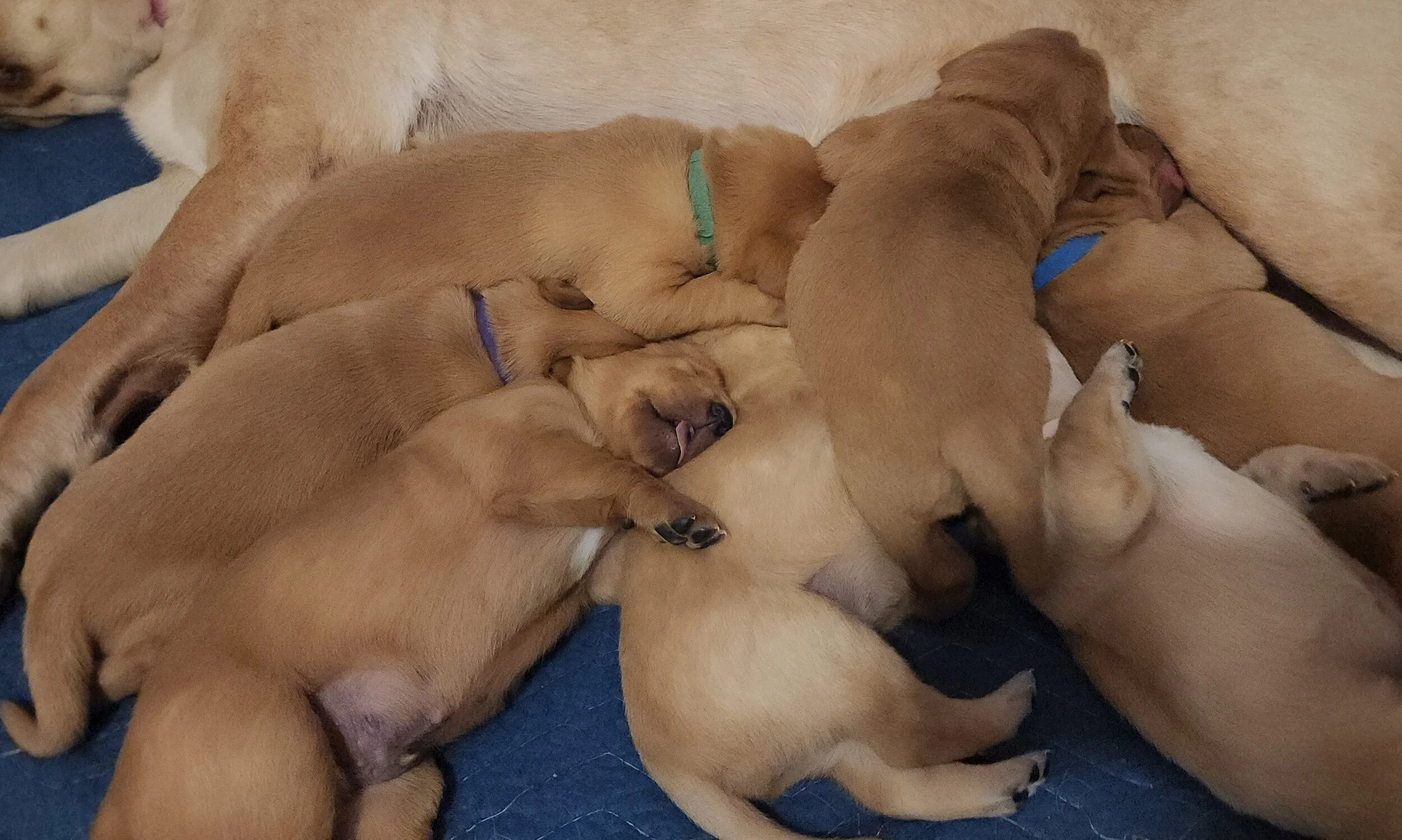 Two-Week-Old AKC Yellow Fox Red Labrador Retriever Puppies Available in Minnesota