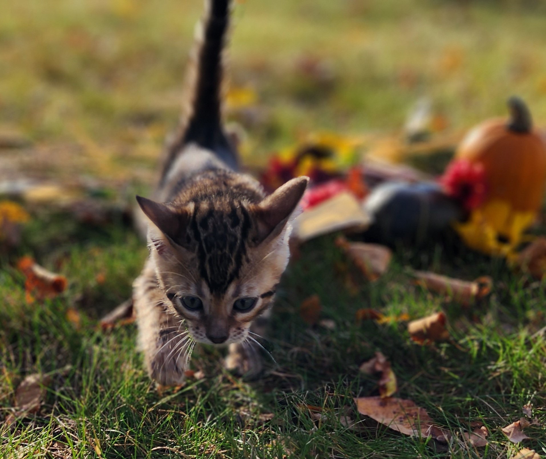 Male Brown/Black Rosette Bengal in Minnesota