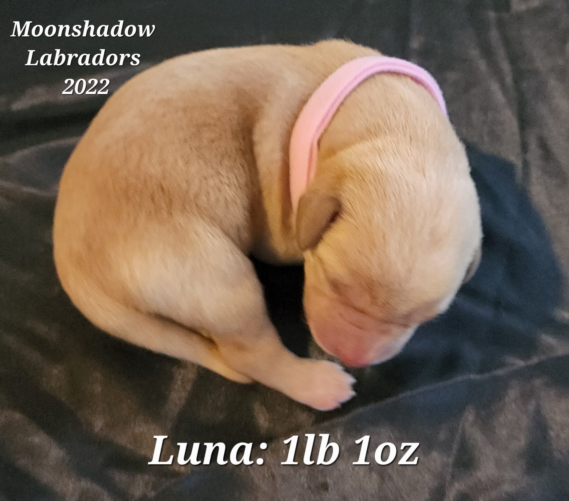 Female Yellow Fox Red Labrador Retriever Puppy in Minnesota