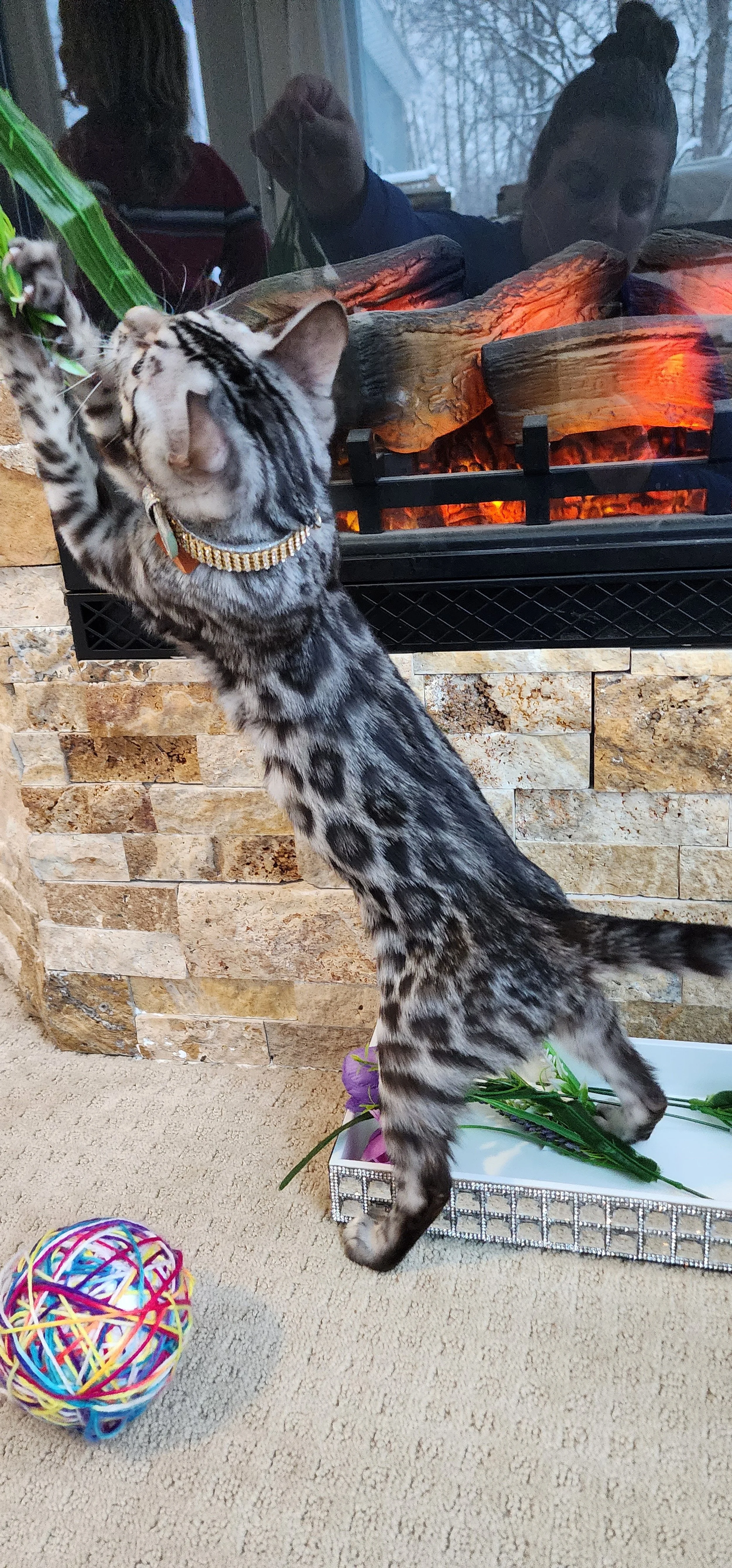 Silver Bengal in Minnesota