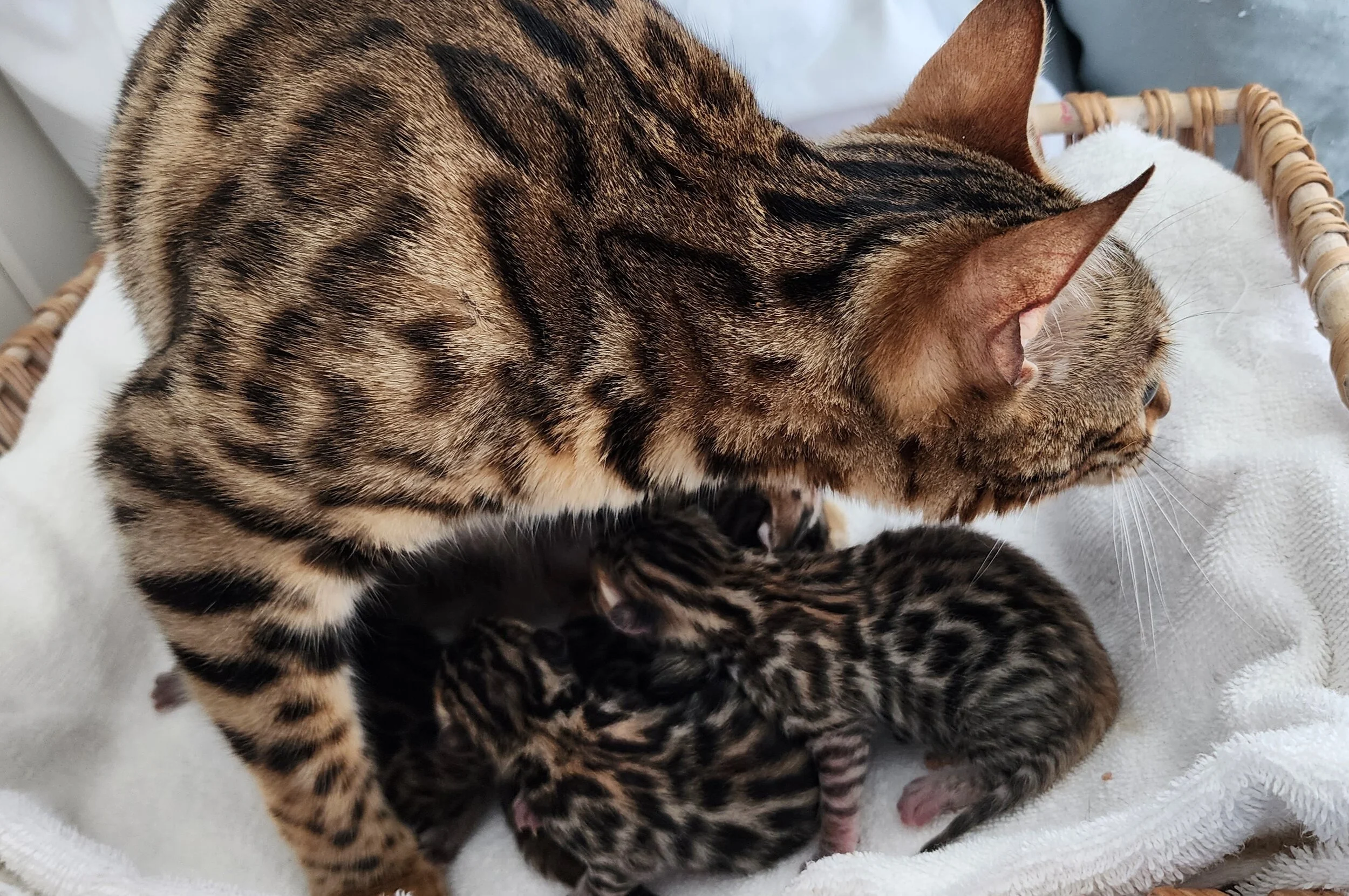 TICA Registered Brown Donut Rosette Bengal Kittens Available in Minnesota