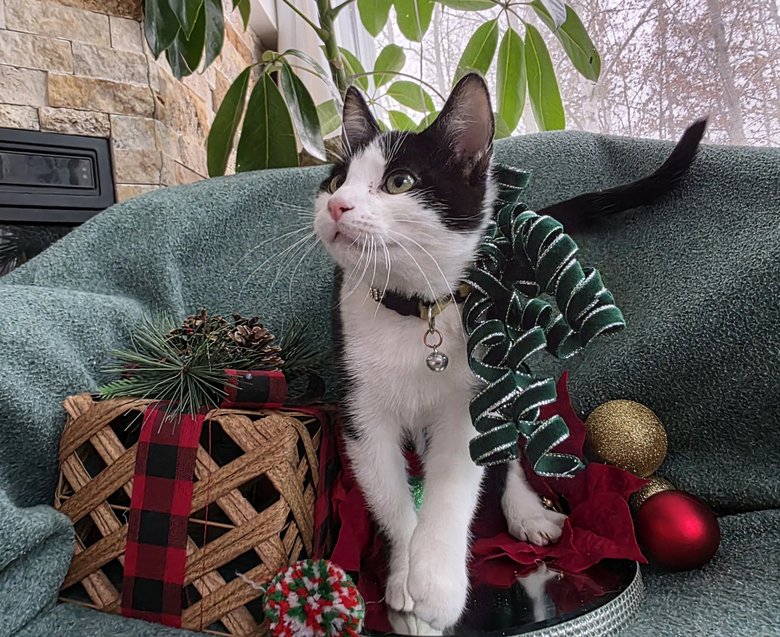 Black & White Female Kitten for Adoption in the Brainerd, MN Area