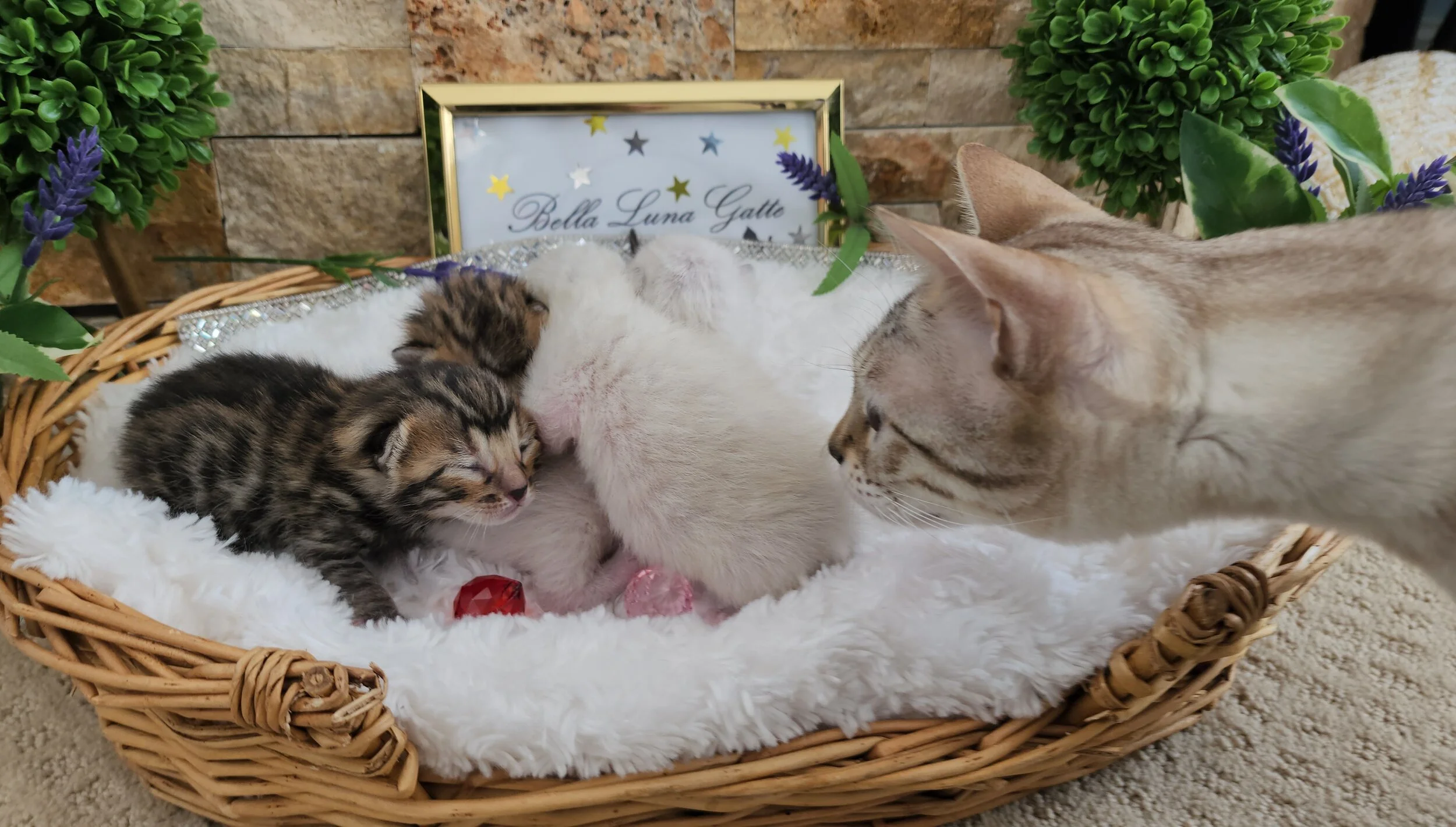 Brown and Snow Rosette Bengal Kittens Available in Minnesota 