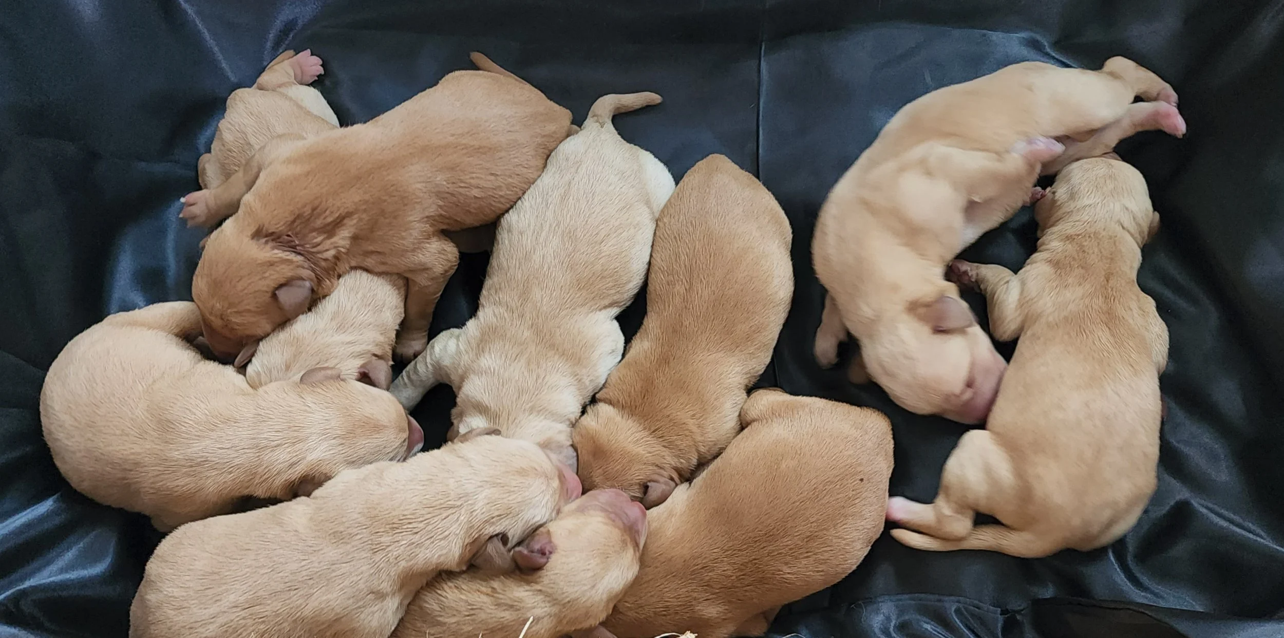 AKC Yellow Fox Red Labrador Retriever Puppies Available in Minnesota