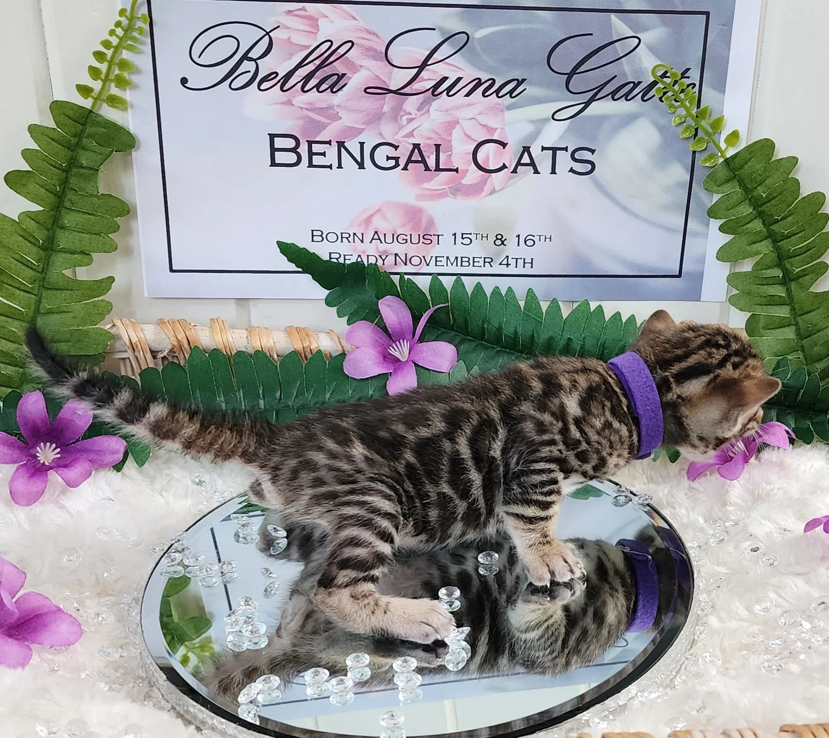 Female Brown/Black Rosette Bengal in Minnesota