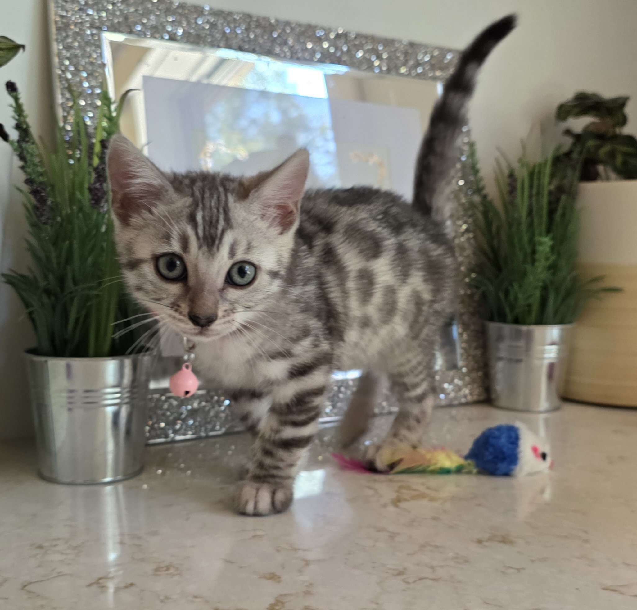 Eight-Week-Old Silver Female Bengal Kitten