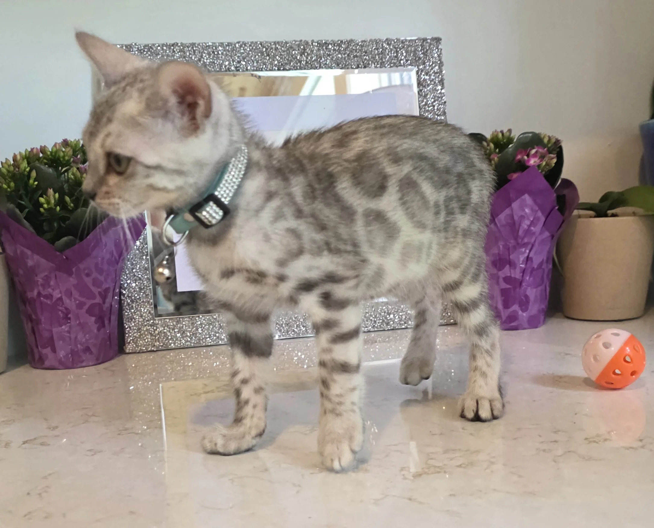 Twelve and a Half-Week-Old Silver Male Bengal Kitten