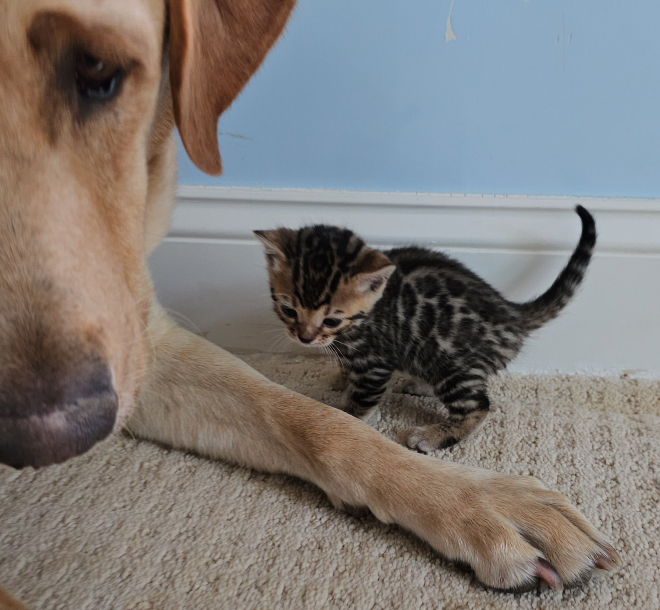 Purebred TICA Registered Female Brown Rosette Bengal Kitten Available in Minnesota