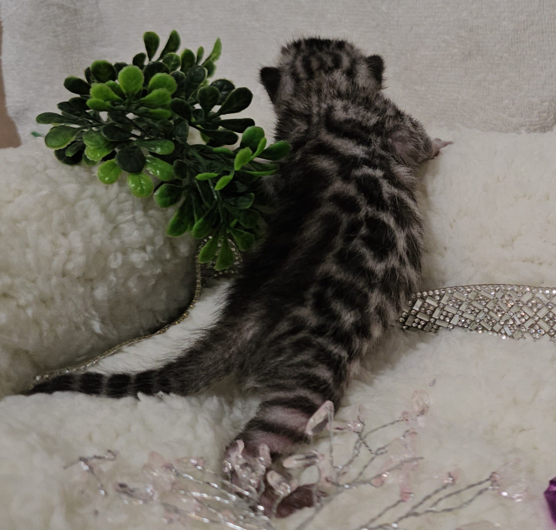 Purebred TICA Registered Female Silver Rosette Bengal Kitten in Minnesota