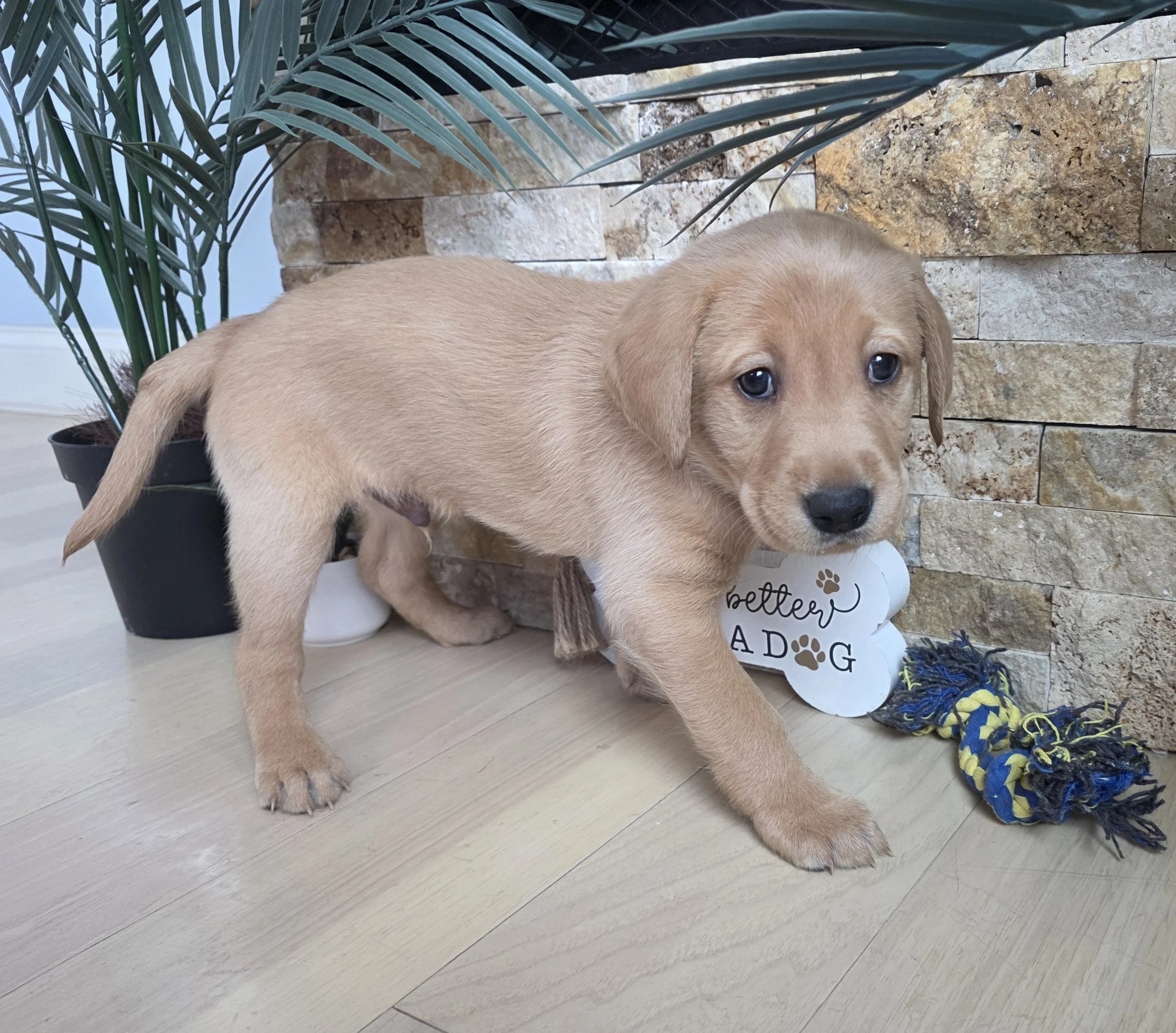 Six-Week-Old Male Yellow/Fox Red Labrador Retriever Puppy