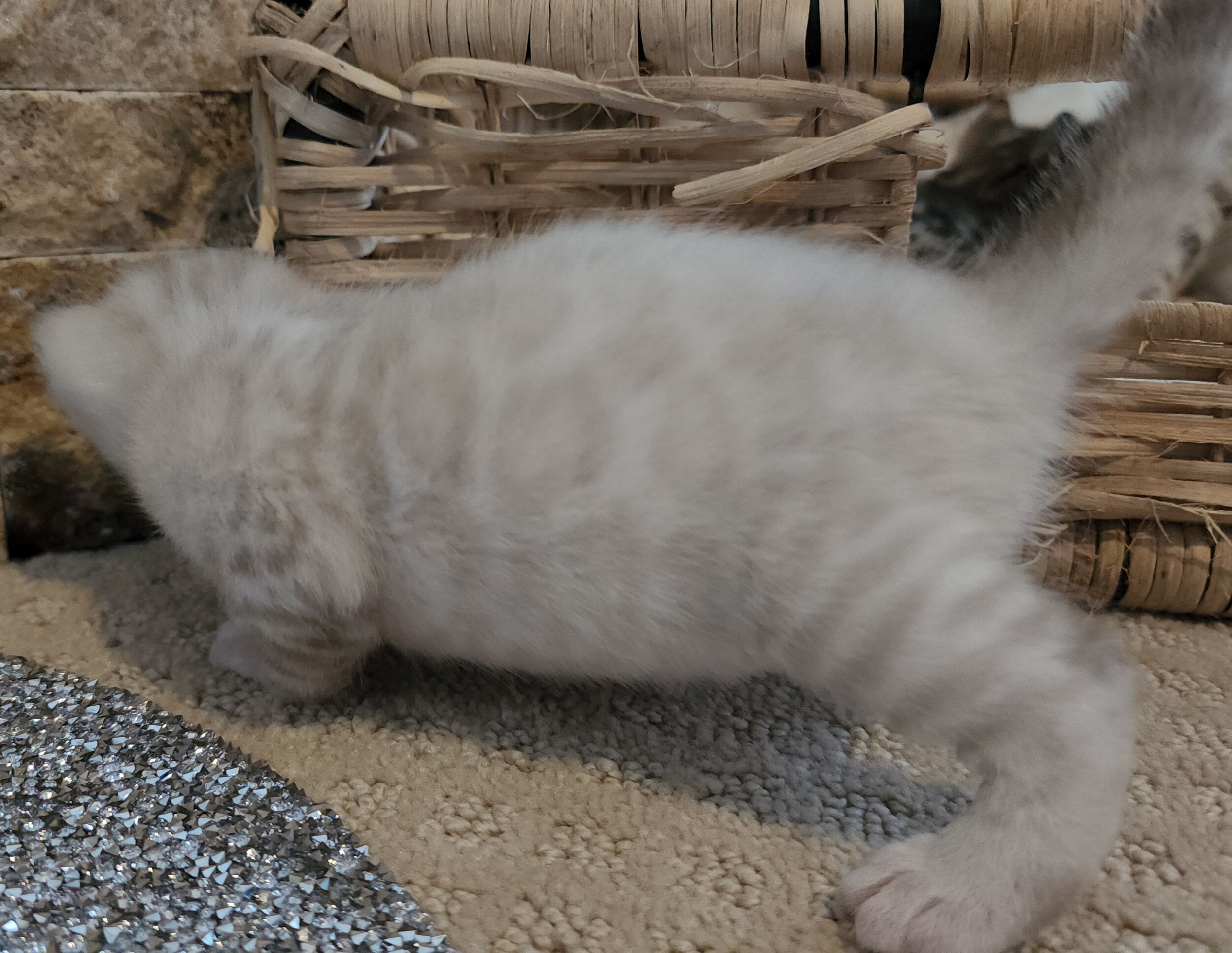 Purebred TICA Registered Female Snow Rosette Bengal Kitten in Minnesota