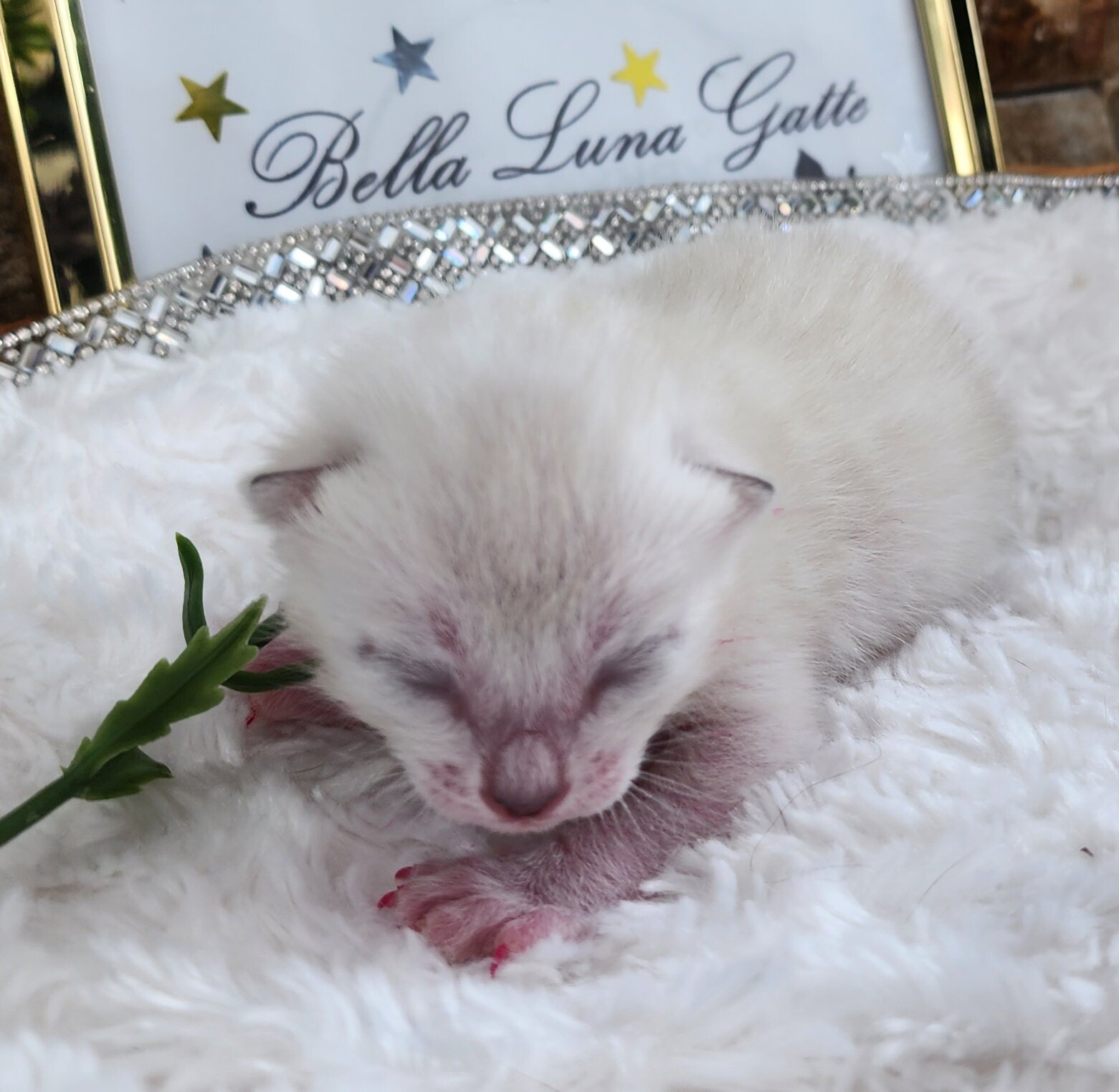 Purebred TICA Registered Female Snow Rosette Bengal Kitten in Minnesota
