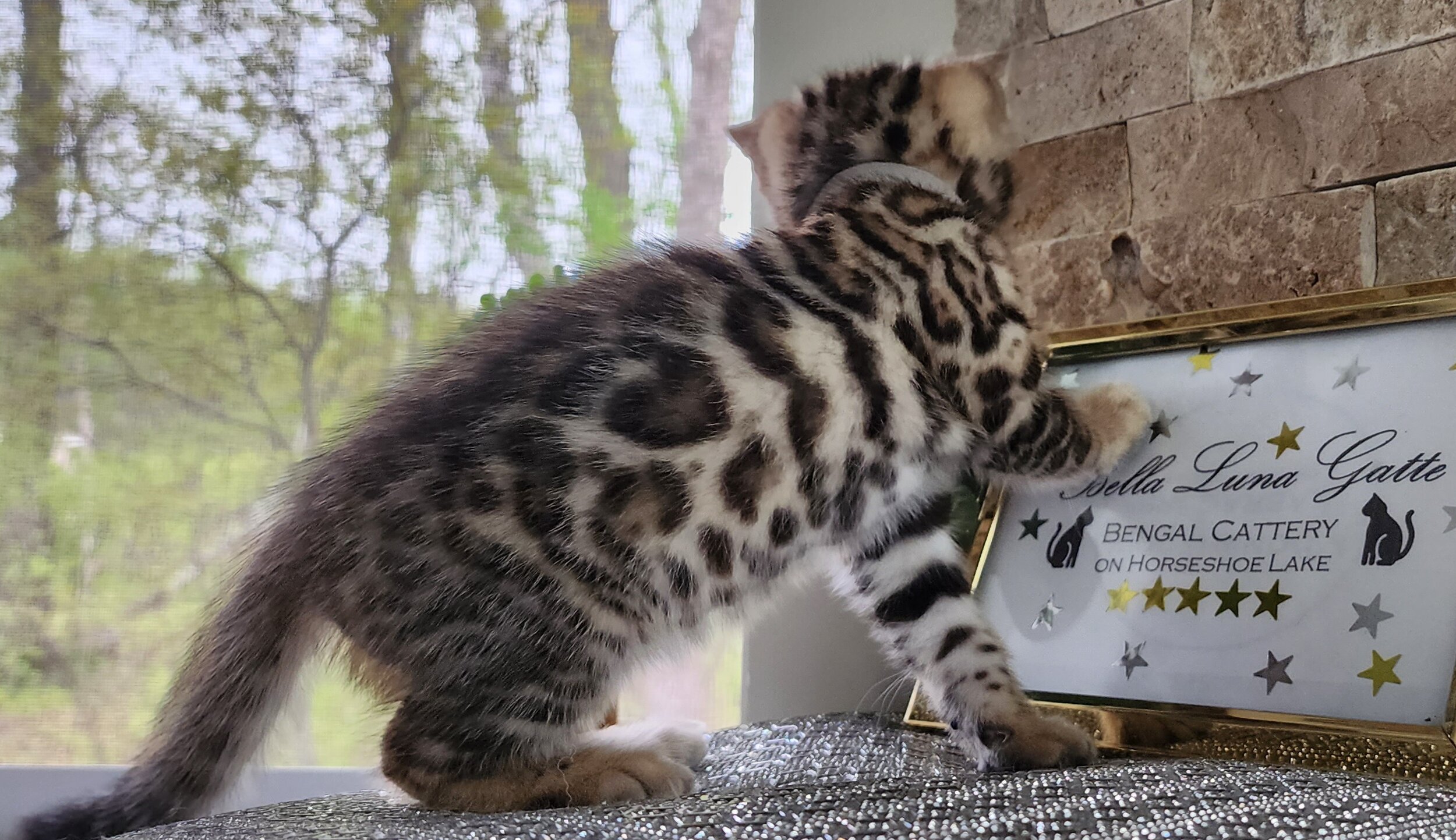 Purebred TICA Registered Male Brown Rosette Bengal Kitten Available in Minnesota