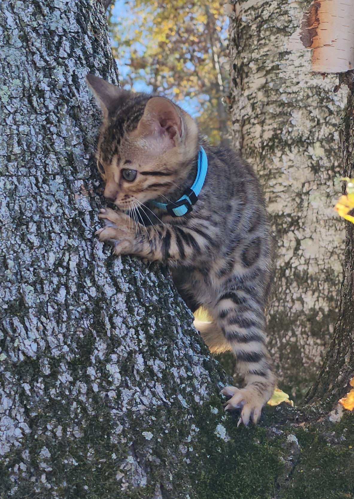 Male Brown/Black Rosette Bengal in Minnesota