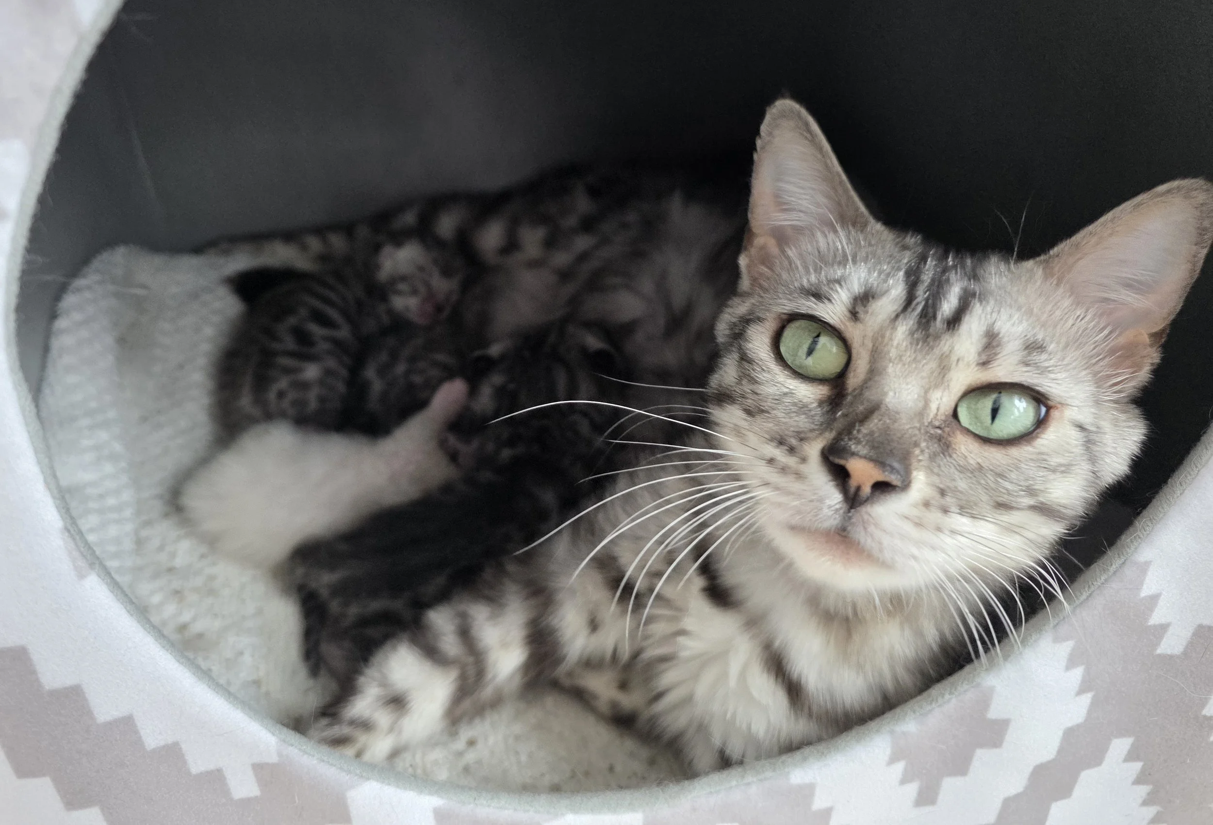 Female Silver Bengal Cat with Kittens