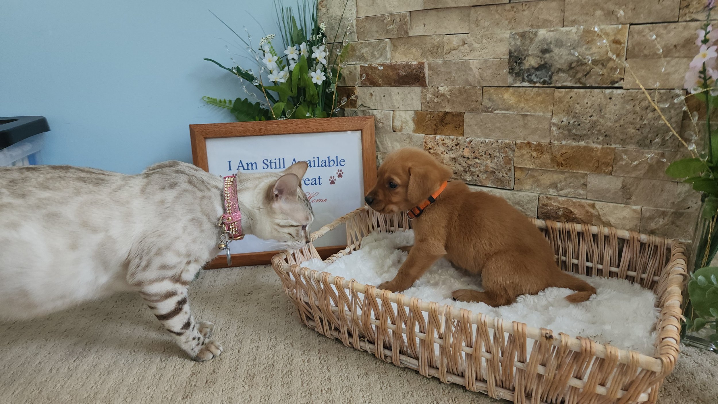 Female Snow Bengal and Male Yellow Fox Red Labrador Retriever Puppy in Minnesota