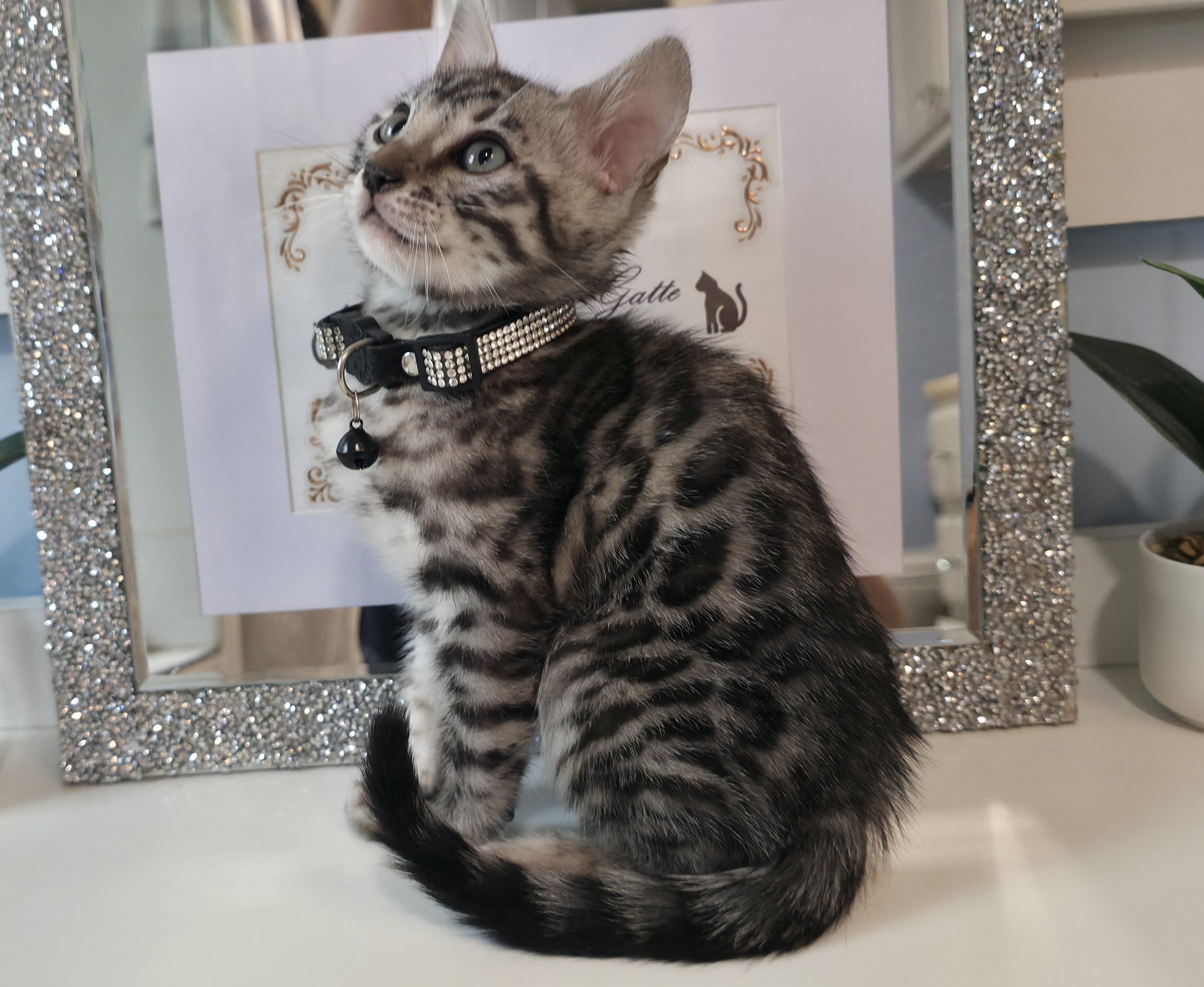 Ten-Week-Old Silver Male Bengal Kitten