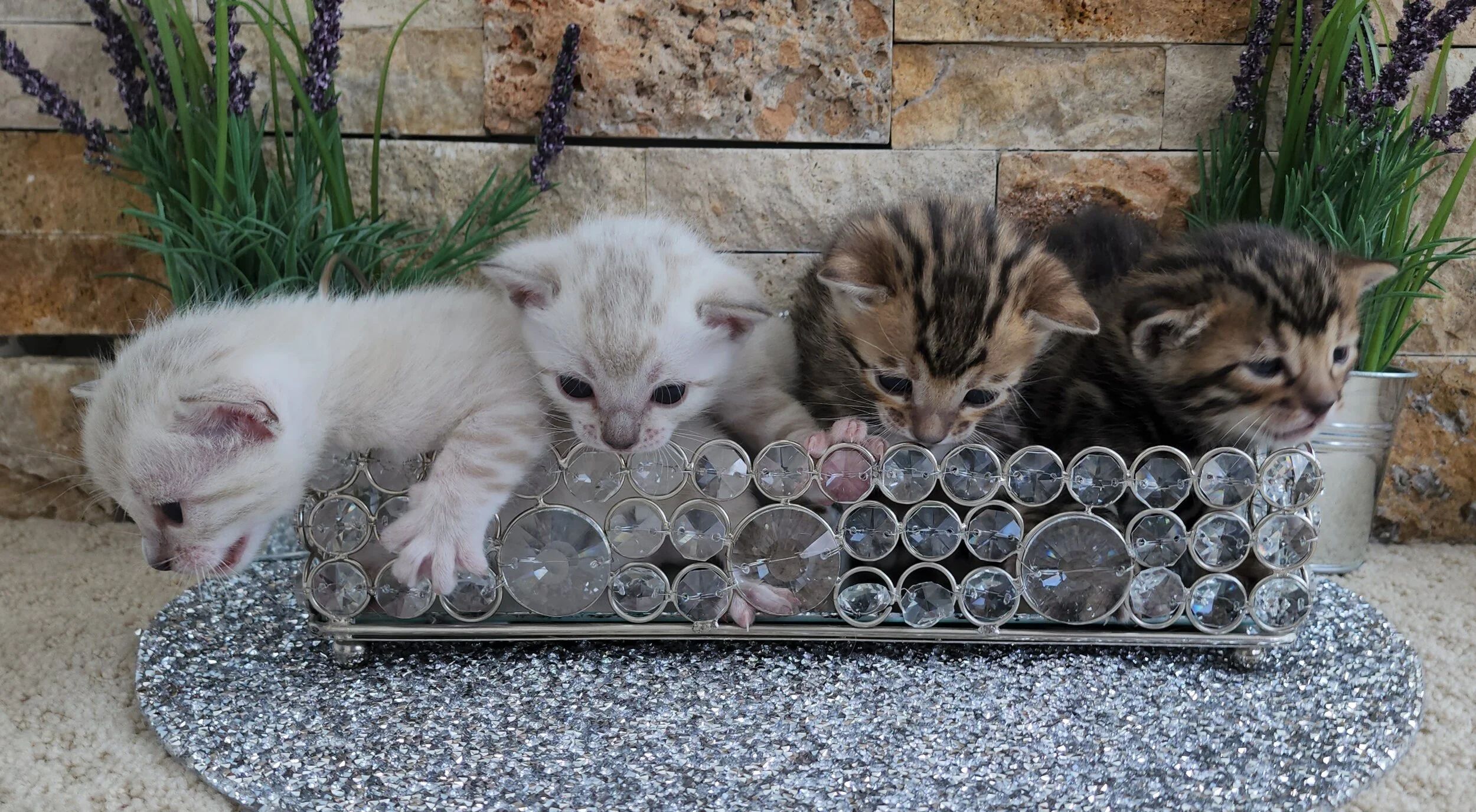 TICA Registered Brown and Snow Rosette Bengal Kittens Available in Minnesota 