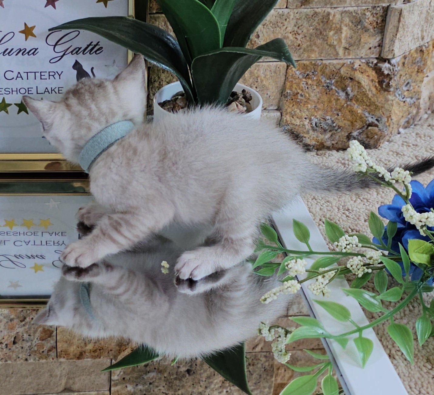 Purebred TICA Registered Male Snow Rosette Bengal Kitten in Minnesota