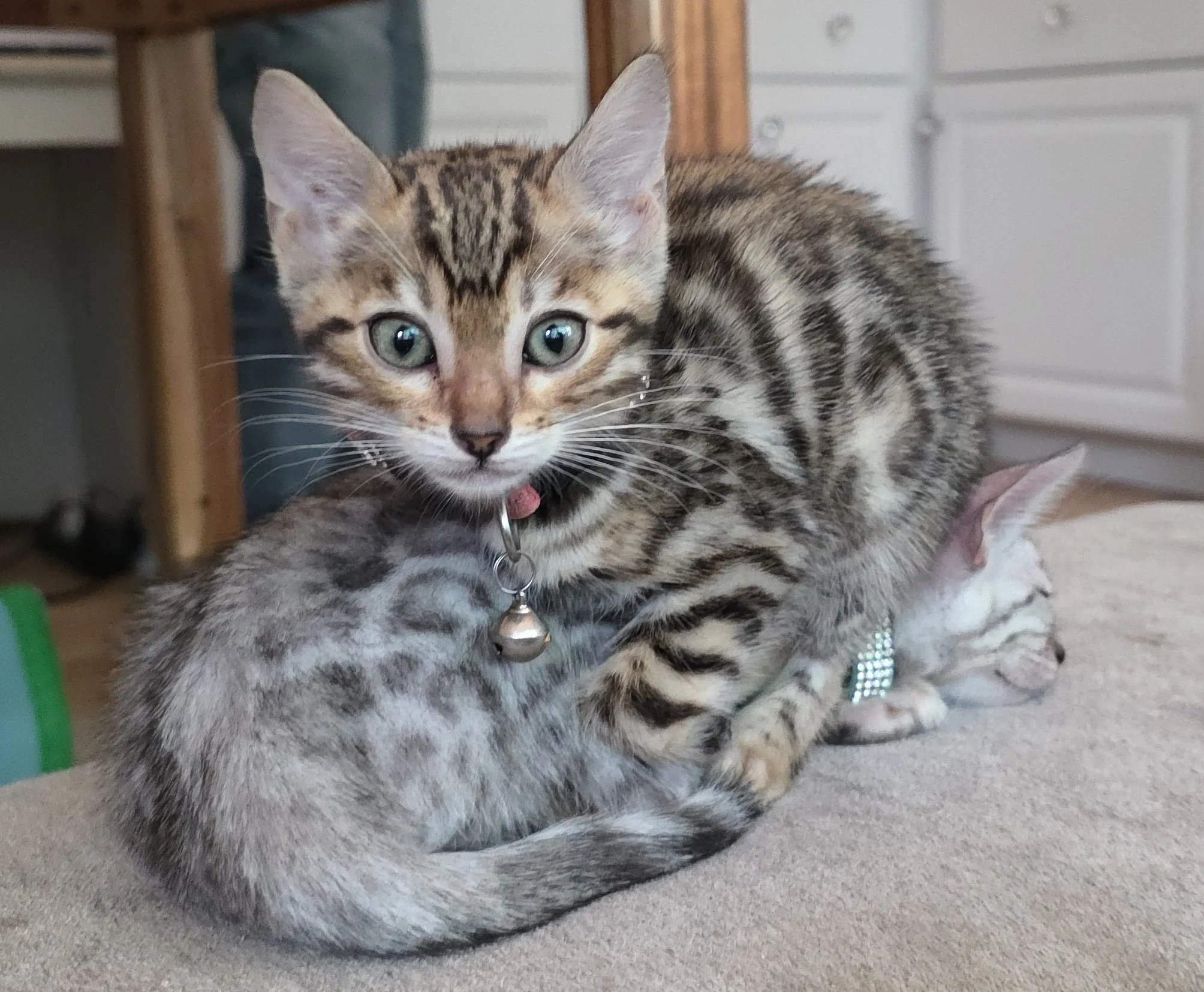 Eleven-Week-Old Bengal Kittens