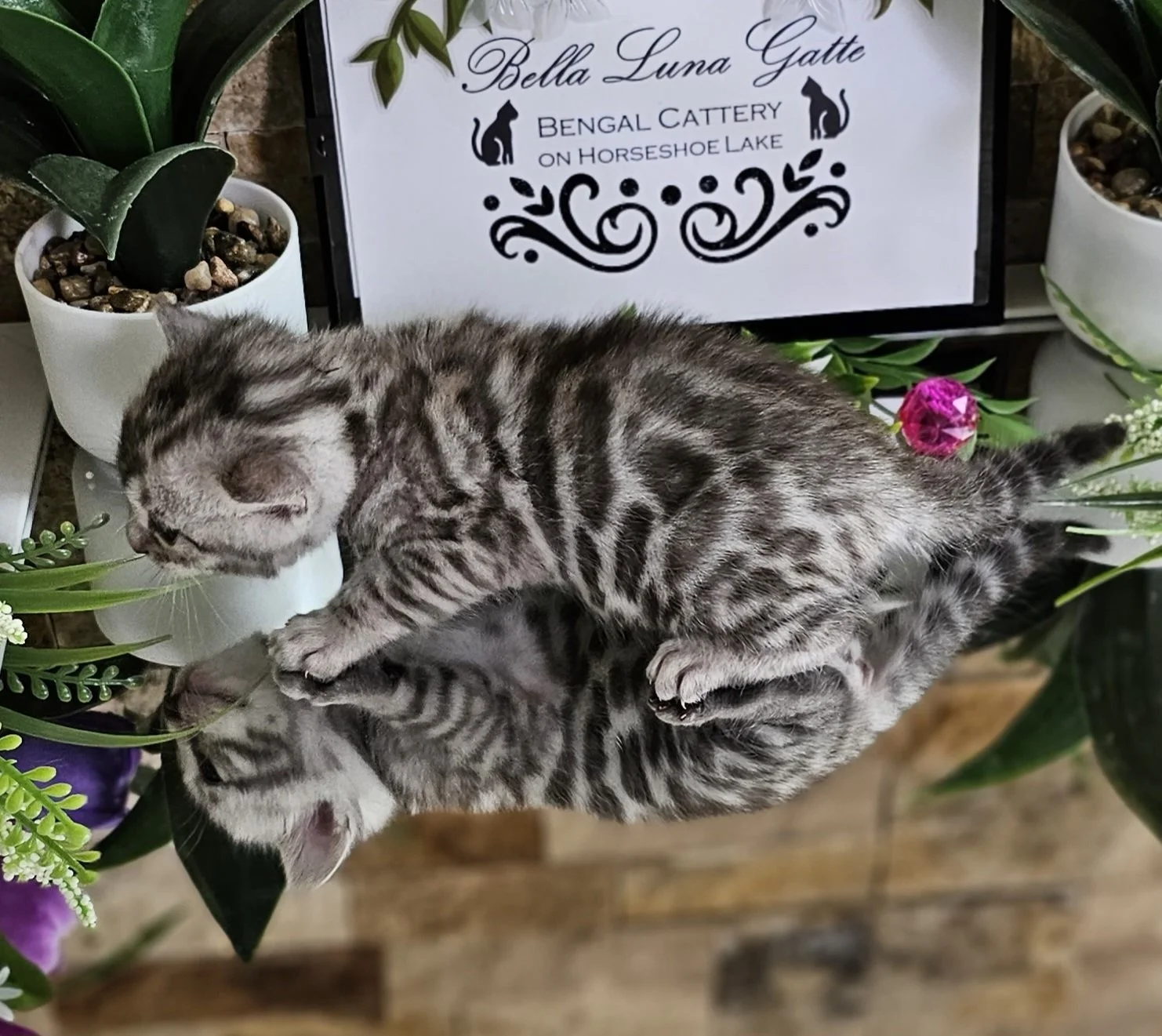 Purebred TICA Registered Female Silver Rosette Bengal Kitten in Minnesota