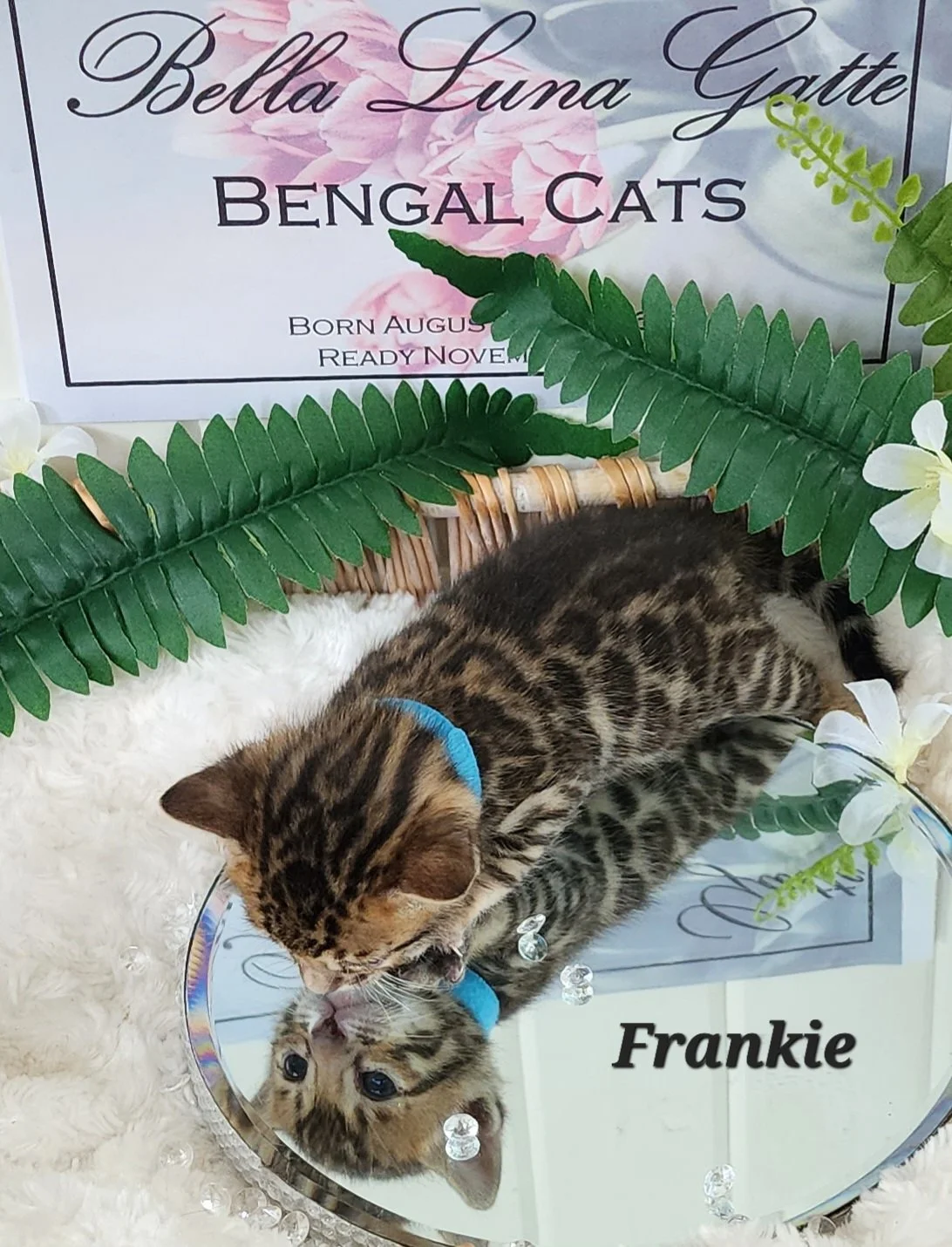 Male Brown/Black Rosette Bengal in Minnesota