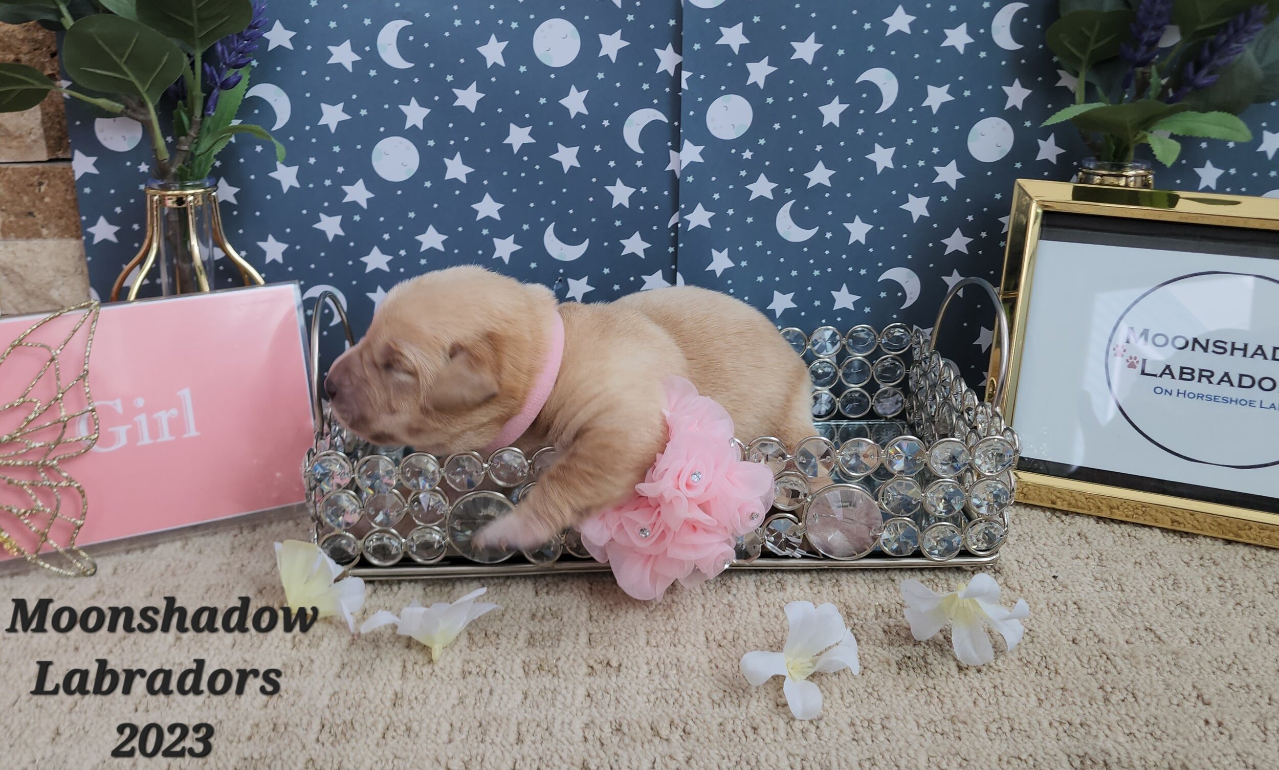 Female Yellow Fox Red Labrador Retriever Puppy in Minnesota