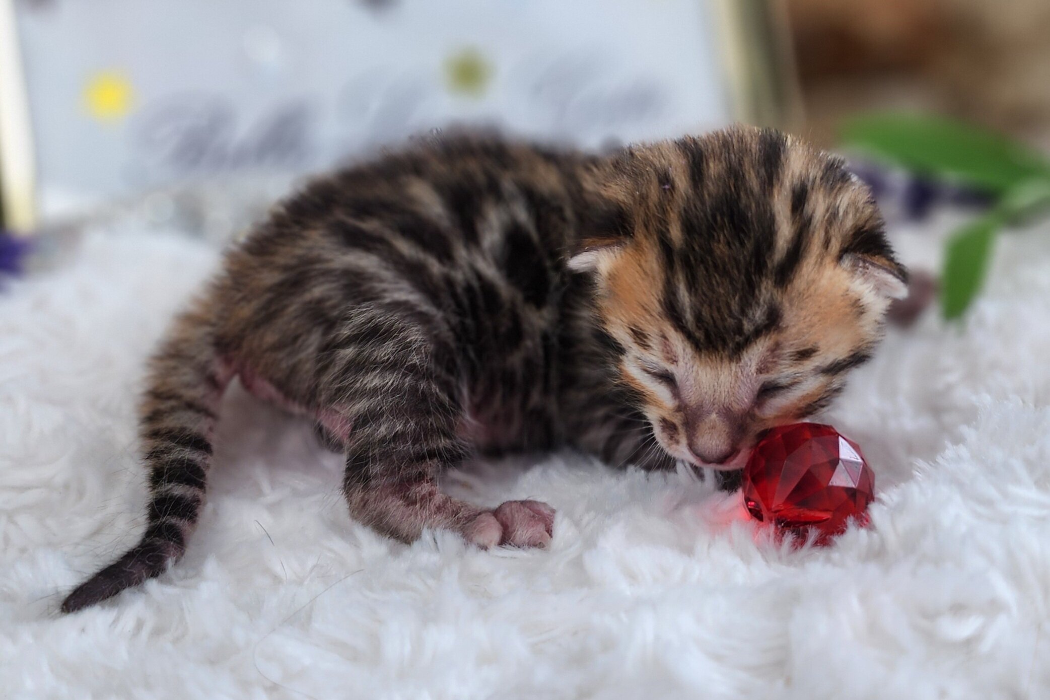 Purebred TICA Registered Female Snow Rosette Bengal Kitten in Minnesota